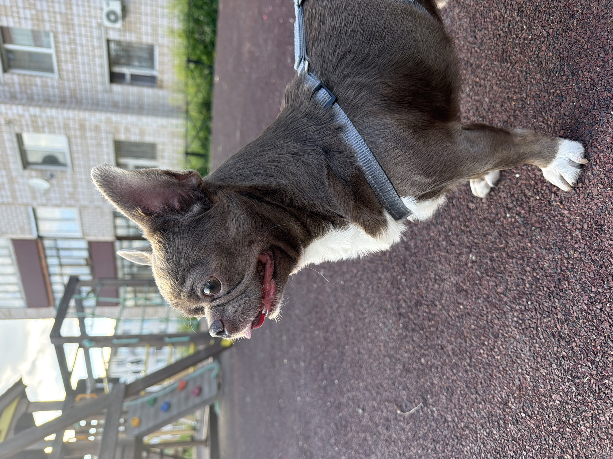 A small, short-haired, dark brown dog, possibly a Chihuahua, with a white chest and front paws, stands in profile facing left. The dog wears a light grey nylon harness and its tongue is slightly extended. Its eyes are large and dark, and its ears are erect. The dog is situated on a dark reddish-brown, granular rubberized ground surface typical of a playground. In the left background, a wooden playground structure with a slide and colored climbing holds is visible. Further back, multi-story residential buildings with numerous windows are present; one light-colored building exhibits a checkered pattern on its facade and an external air conditioning unit, while another displays a satellite dish. Green vegetation is interspersed throughout the background. The sky is partly cloudy with visible sunlight. The scene is set in a residential area within Votkinsk, Russia.