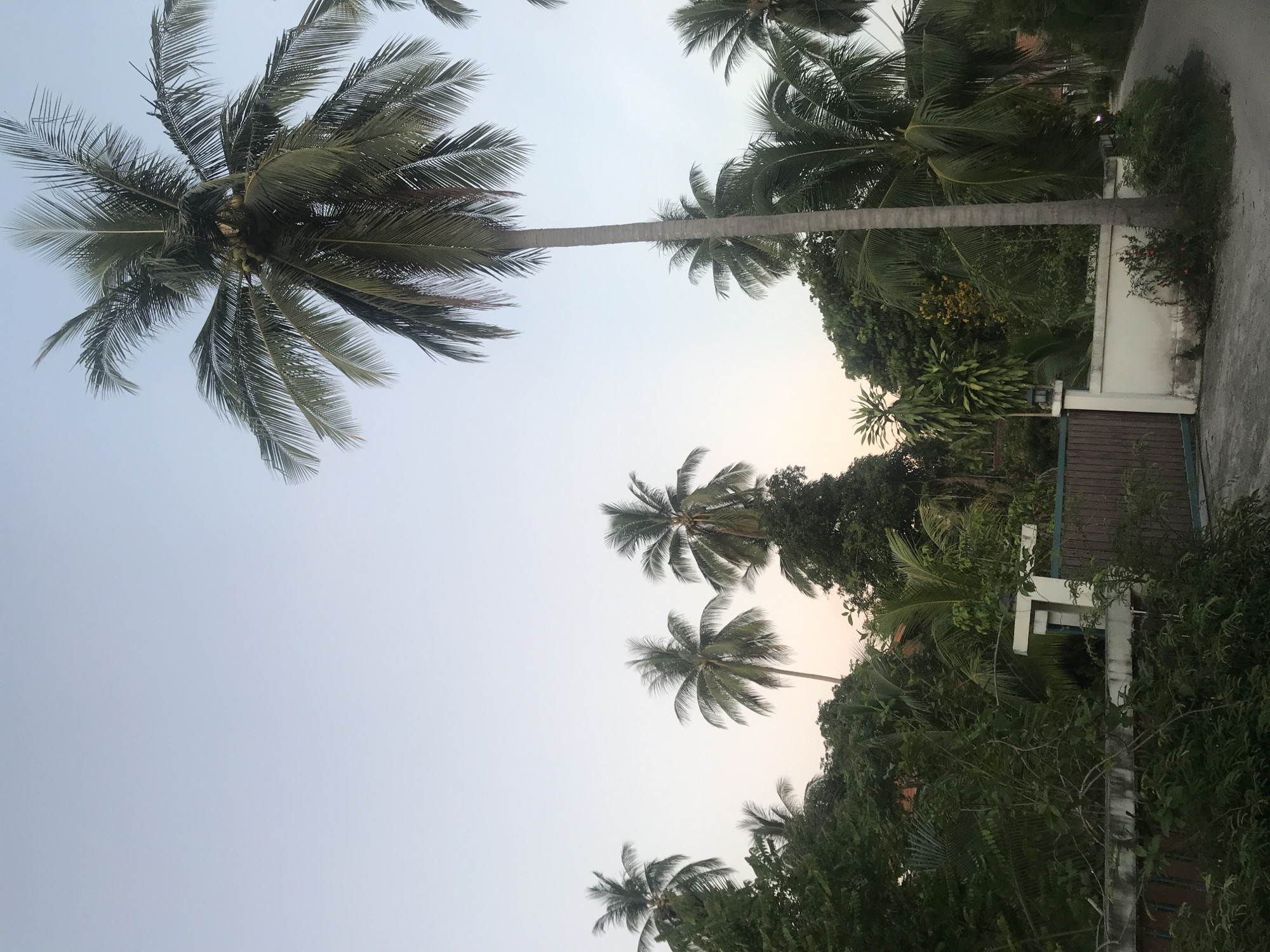 A tall, mature coconut palm stands prominently in the foreground of this outdoor scene, its fronds reaching towards a pale, gradient sky. The sky transitions from a light blue at the top to a faint peachy hue near the horizon. To the left and behind the main palm, several other coconut palms are visible, some appearing shorter and clustered together, while others are more spread out. Dense green foliage, consisting of various trees and tropical plants, fills the midground and lower portion of the image, obscuring much of the ground and any structures that may be present. A dark wooden gate, set within a white wall, is partially visible on the left side of the frame. A paved road curves into the scene from the right and leads past the white wall and gate. The overall impression is of a tropical environment, likely in or near a rural area, possibly a residential property, given the gate and wall. The lighting suggests it is either early morning or late afternoon. The location is Baan Mae Nam, Thailand.