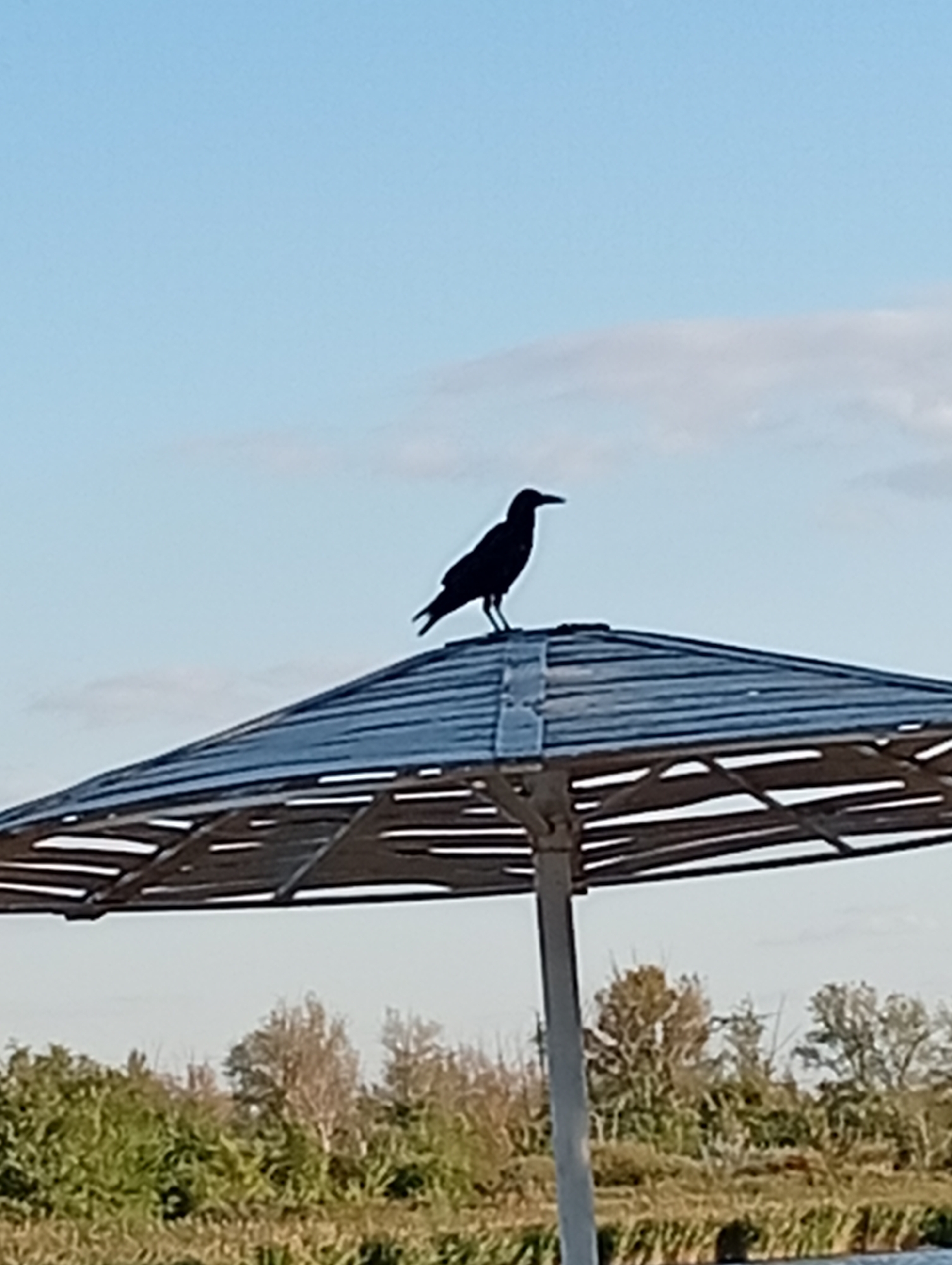 A silhouette of a crow is perched on top of a beach umbrella against a light blue sky with wispy clouds. The umbrella has a wooden, slatted top supported by a white pole. Below the umbrella, a blurry landscape of green foliage, reeds, and trees stretches across the horizon. The scene appears to be outdoors, possibly in a park or recreational area.