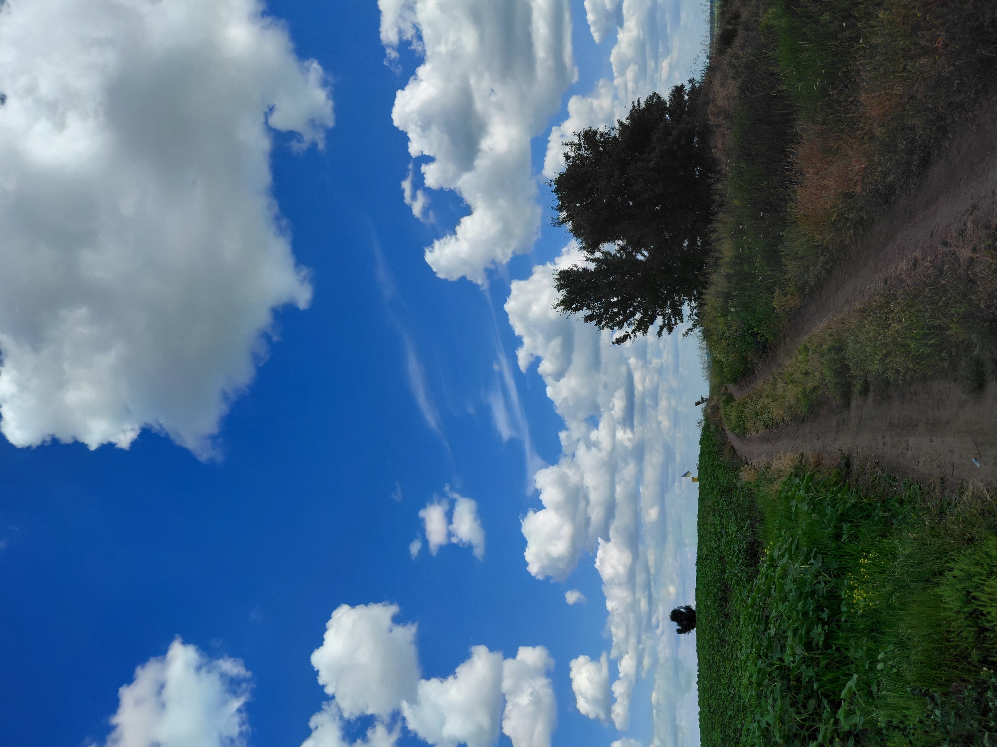The image depicts a rural landscape under a bright blue sky dotted with fluffy white clouds. A dirt path winds through a field of green crops on the left and tall grass on the right. In the distance, a lone dark tree stands on the horizon, and a Ukrainian flag is visible on a pole. Two large trees dominate the right side of the image, silhouetted against the sky. The scene appears to be a quiet, natural setting. The location is identified as Ustyvytsia, Ukraine.