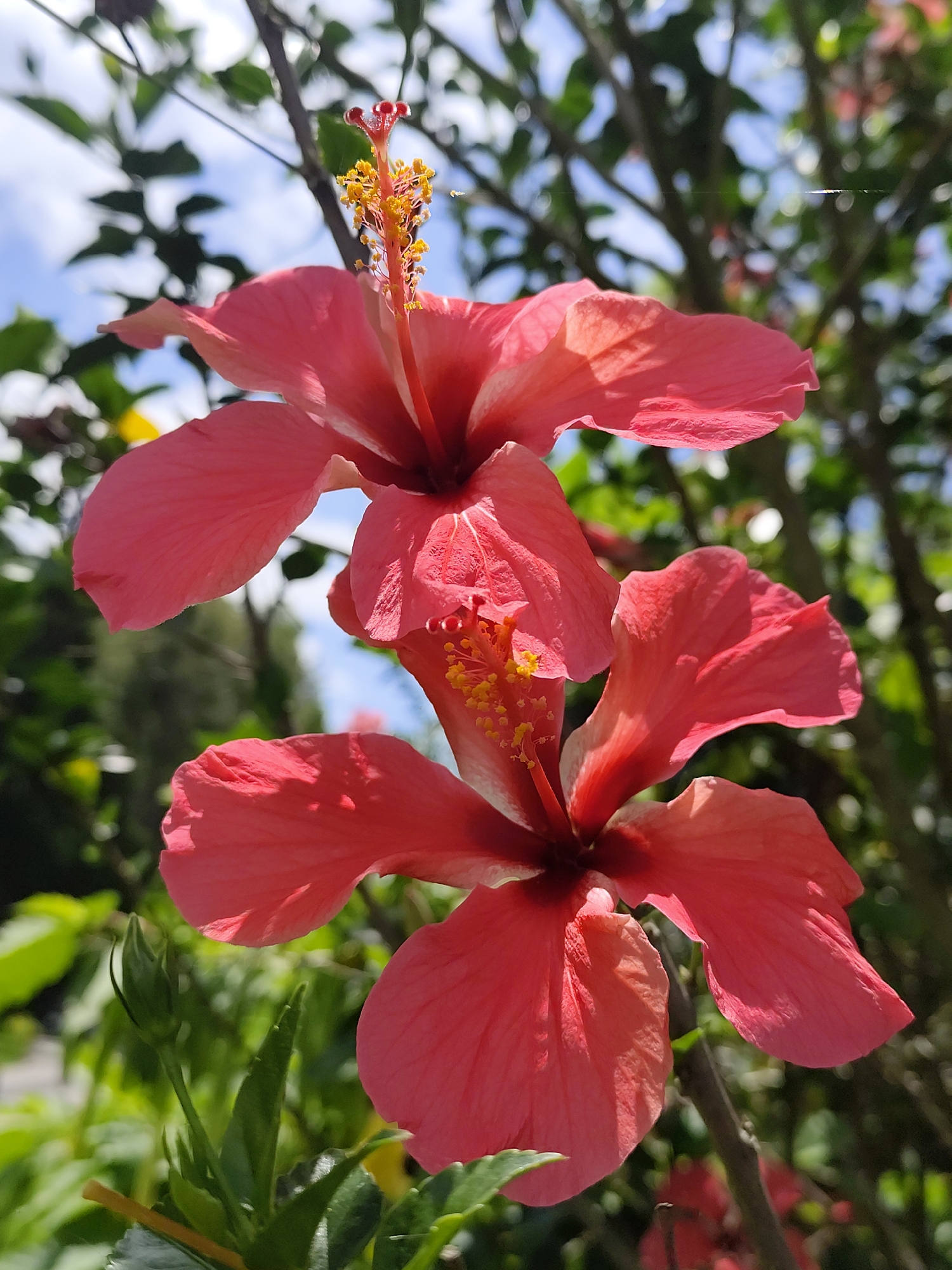 The image shows two vibrant red hibiscus flowers in sharp focus, stacked vertically. The flowers are likely growing in a tropical climate. In the background, there is dappled sunlight and bokeh blur of green leaves and branches. Some areas of blue sky are visible. The location in the city of Da Lat, Vietnam is not explicitly shown, but is specified by the user.