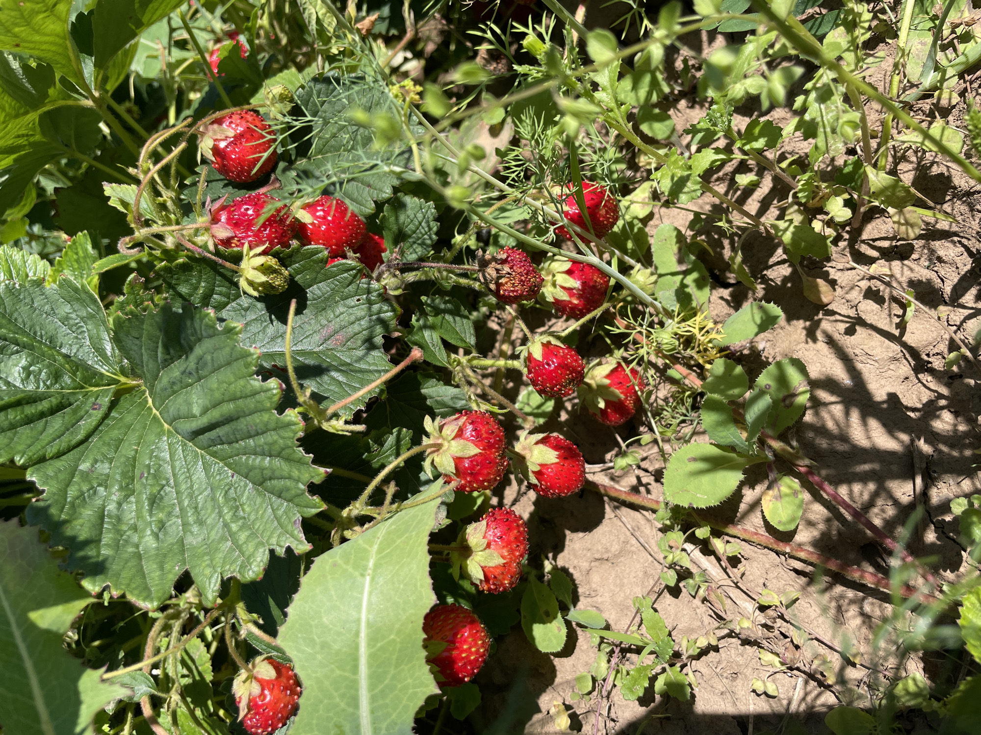 The image depicts a close-up view of a strawberry patch in a garden located in Bolshaya Venya, Russia. Ripe red strawberries are visible among green leaves and stems. Some green, unripe strawberries are also present. The ground beneath the plants appears to be dry soil with some smaller weeds and plants growing. Sunlight casts shadows on the ground, indicating a bright day. There are no people or animals in the image.