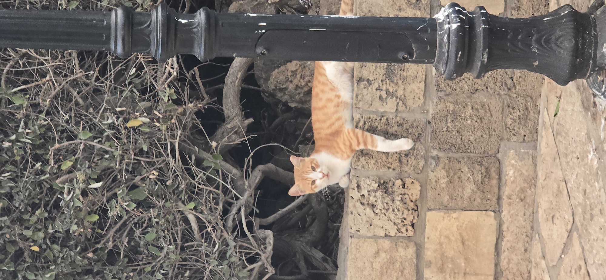 An orange and white cat is lying on a stone wall. The cat is facing the camera with its front paws tucked underneath it and its back legs extended. The cat has green eyes and is looking directly at the viewer. The wall is made of large, rough-hewn stones. Behind the wall is a dense thicket of branches and leaves, suggesting a natural or overgrown environment. To the right of the image is a black lamppost with ornate detailing. The lamppost appears weathered, with some white paint splatters on its surface. The ground in front of the wall is paved with flagstones. This scene is consistent with an outdoor public space in Tel Aviv, Israel, possibly a park or a historical area with preserved stonework.