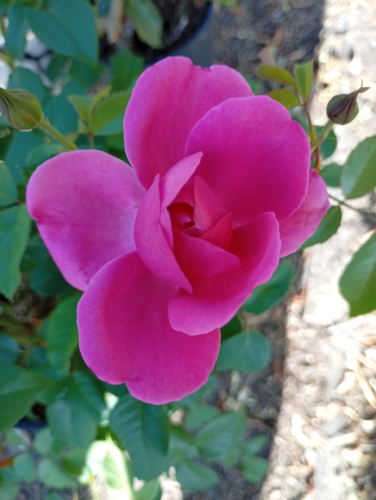 A vibrant pink rose is in full bloom, centered in the frame and taking up most of the image. Its petals are soft and curved, revealing a tightly wound bud at its core. To the left of the rose, a small, dark green bud is visible on a stem, and another similar bud is seen to the upper right. The rose is surrounded by lush green leaves, some in sharp focus and others softly blurred in the background. The ground beneath the rose bush appears to be a mix of dry leaves and soil, with dappled sunlight creating highlights and shadows. The image is likely from a garden in Holm, Germany, given the natural setting and the presence of a rose bush. There are no people or animals present in the scene.