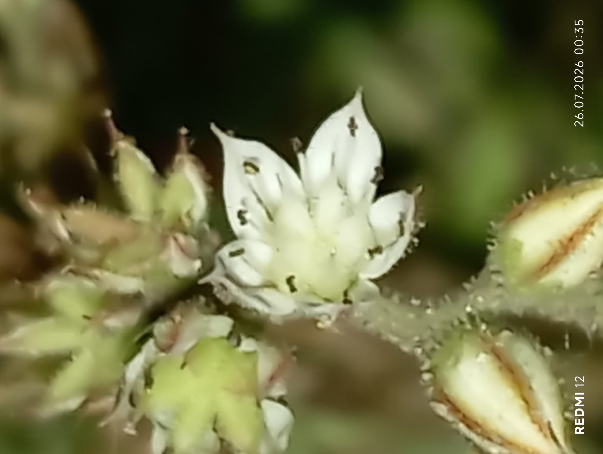 The image is a close-up, macro photograph of a small white flower with green sepals. The flower has delicate petals and appears to be part of a larger plant with fuzzy stems. The background is a blurred green and brown, suggesting an outdoor, natural setting. In the bottom left corner of the image, the text "REDMI 12" is visible, indicating the device used for capture. In the bottom right corner, the date and time "26.07.2026 00:35" are displayed. The photograph does not contain any people, actions, or interactions. It is a still life focused on the botanical subject. There is no information within the image to suggest a specific location in Smila, Ukraine.