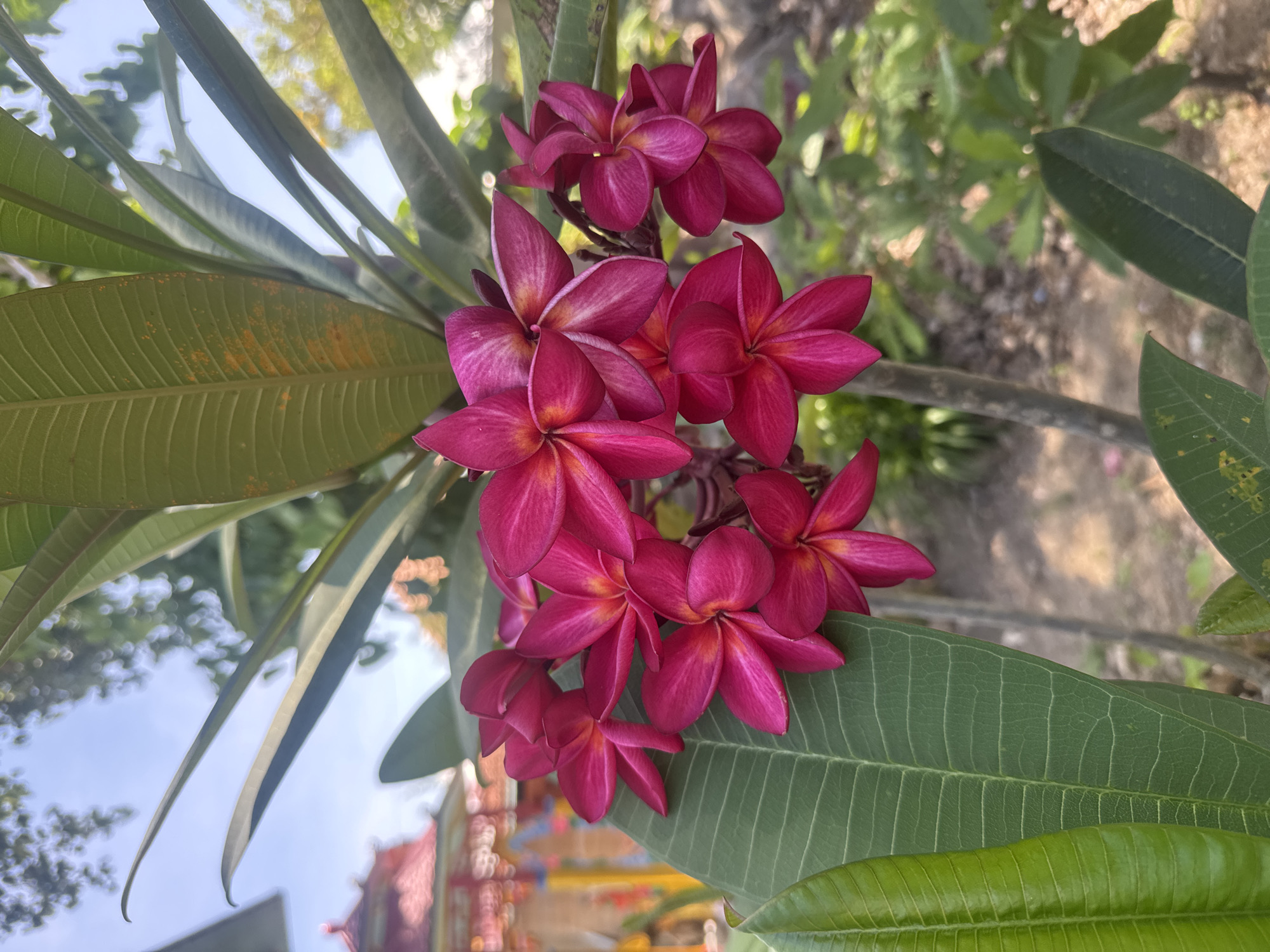 The image depicts a cluster of deep pink Plumeria flowers (also known as Frangipani) surrounded by long, green leaves, likely growing on a tree branch. The petals have a slightly lighter color variation towards their centers. The flowers are in focus, while the background is blurred, suggesting a shallow depth of field. The background hints at an outdoor setting with some foliage and a blurry structure in the distance, potentially a building. Considering the prompt specified location of Bac Nha Trang Ward, Vietnam, the blurry structure in the distance might be a building or structure typical of that urban area. The overall composition suggests a close-up or macro shot, emphasizing the details of the flowers and leaves.