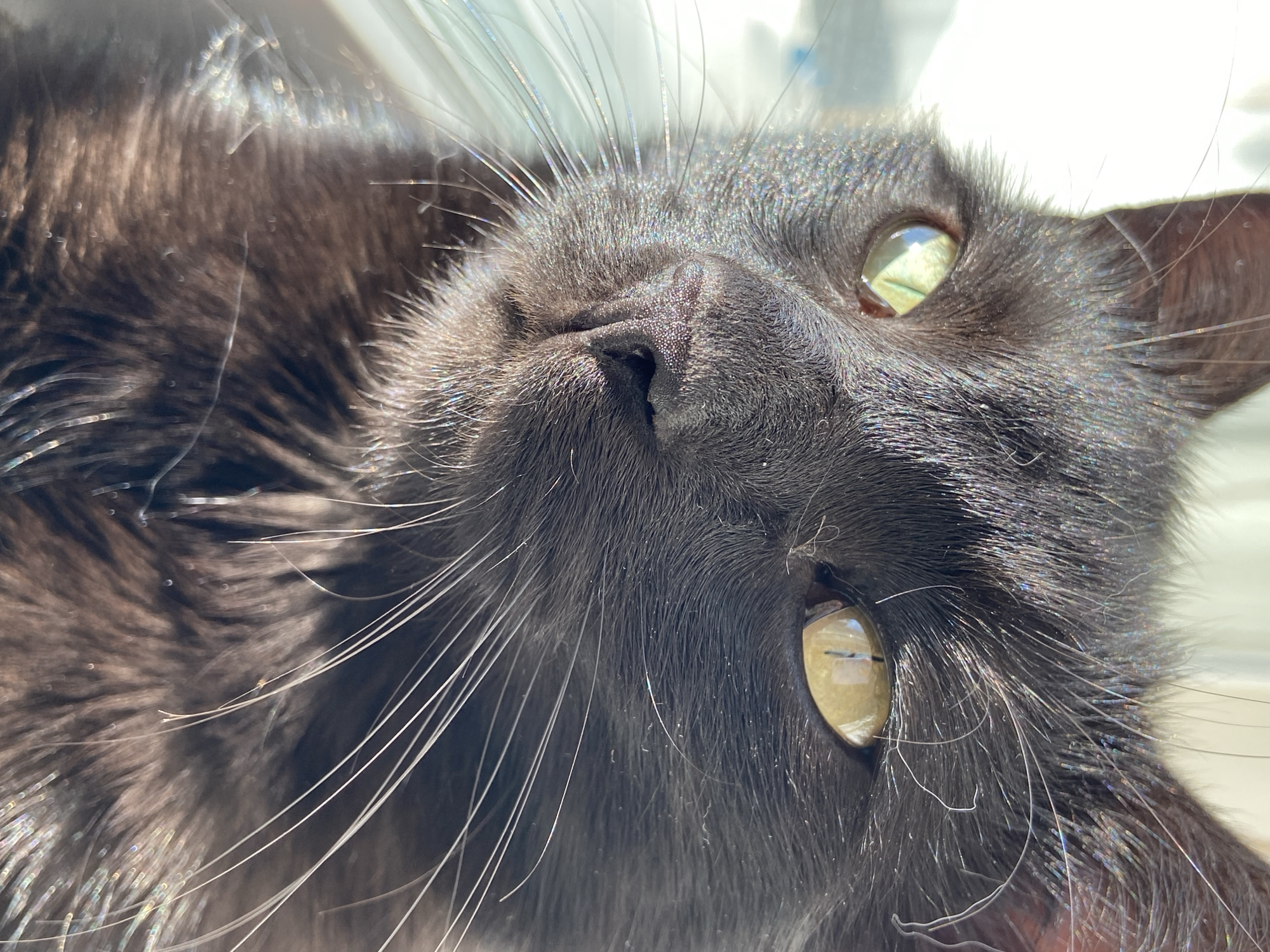 This is a close-up, portrait-style, eye-level, outdoor, natural light photograph of a black cat's face. The cat is facing left and looking slightly off-camera. Its left eye is bright green and reflects light, while its right eye is a golden-yellow and also reflects light. The cat's fur is dark and appears somewhat fluffy, with some white whiskers prominently displayed around its nose and muzzle. The lighting creates a slight sheen and highlights on the cat's fur. The background is blurred and appears to be a bright, possibly outdoor, environment with some white and light blue tones. The overall image is sharply focused on the cat's facial features.