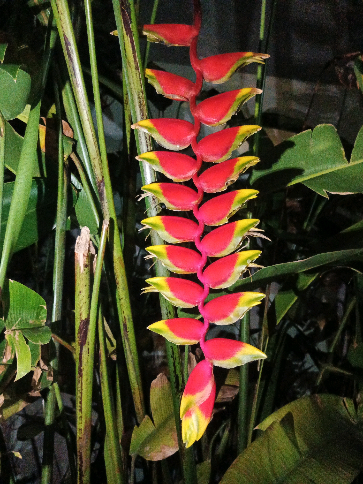 A close-up, vertical shot captures a Heliconia rostrata flower with its cascading bracts. The flower is predominantly red with yellow tips on the bracts, and a hint of green underneath. The bracts are arranged in a pendulous manner, forming a zigzag pattern down the stem. The background consists of lush green foliage, with the stems of the Heliconia plant also visible and appearing somewhat striated with dark purple markings. The lighting is dim, suggesting it might be evening or a shaded area. There are no people present in the image, and no discernible city elements are visible, therefore the specific location in Bandung City, Indonesia, cannot be determined from the visual information provided.