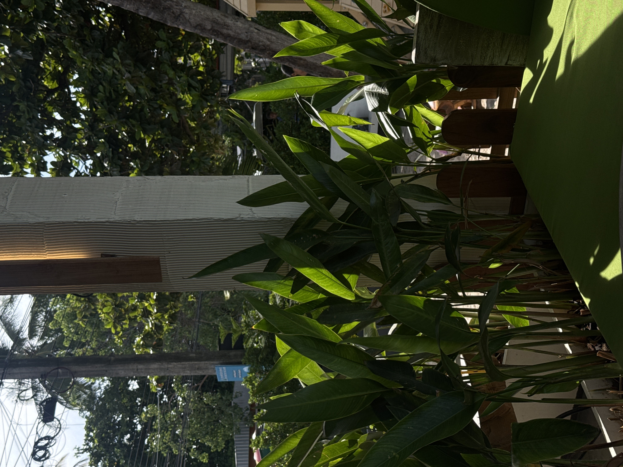 In Baan Thong Krut, Thailand, a sunlit scene unfolds with lush green foliage dominating the foreground. Large, elongated leaves, characteristic of tropical plants like heliconia, are brightly illuminated by dappled sunlight, creating a vibrant contrast with the shaded areas. These plants are arranged in planters, partially obscured by a low wooden fence. Behind the plants, a textured, off-white column rises, casting a shadow. Further back, glimpses of a tropical environment are visible, including trees with dense green canopies, a power pole with tangled wires, and a blue sign mounted on a post. The overall impression is one of a tropical outdoor setting, possibly a restaurant or garden area, bathed in the warm light of day.
