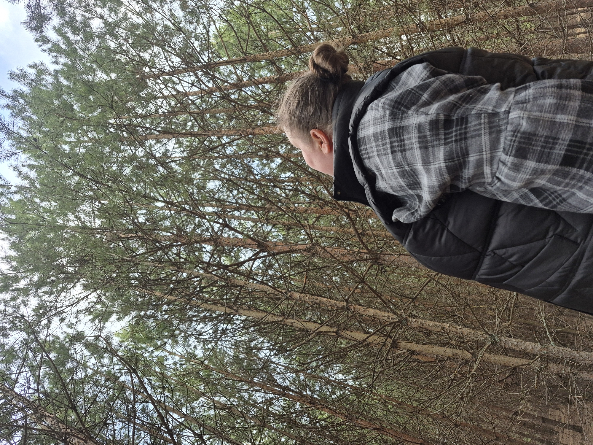 A person with their hair in a bun looks up at pine trees in a forest. The person is wearing a grey plaid shirt over a black quilted jacket. The location is the city of Chaikovsky, Russia.
