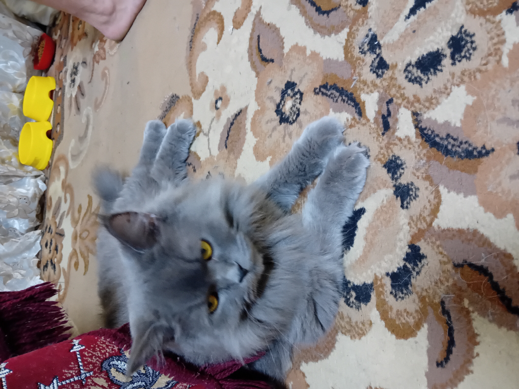 The image depicts a fluffy gray cat with bright yellow eyes lying on a carpet. The cat is partially covered by a red, fringed textile. In the background, there are two yellow bowls and a red bowl containing cat food, as well as a human foot. The carpet has a floral pattern in brown, beige, and black. The scene appears to be indoors, likely in a residential setting. There is no information available to determine the specific location in the city of Chuhuiv, Ukraine.