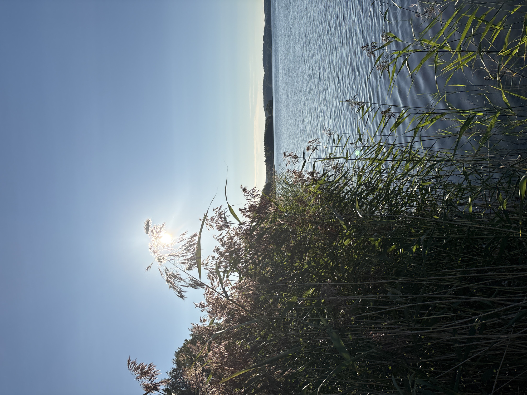 A body of water, likely a lake, is bordered by reeds in the foreground and a tree line in the distance under a clear blue sky. The sun is shining brightly, creating a lens flare effect as it passes through the reeds. The water is calm with gentle ripples. The scene depicts a natural environment in Rautalakhti, Russia. There are no people or animals visible in the image.