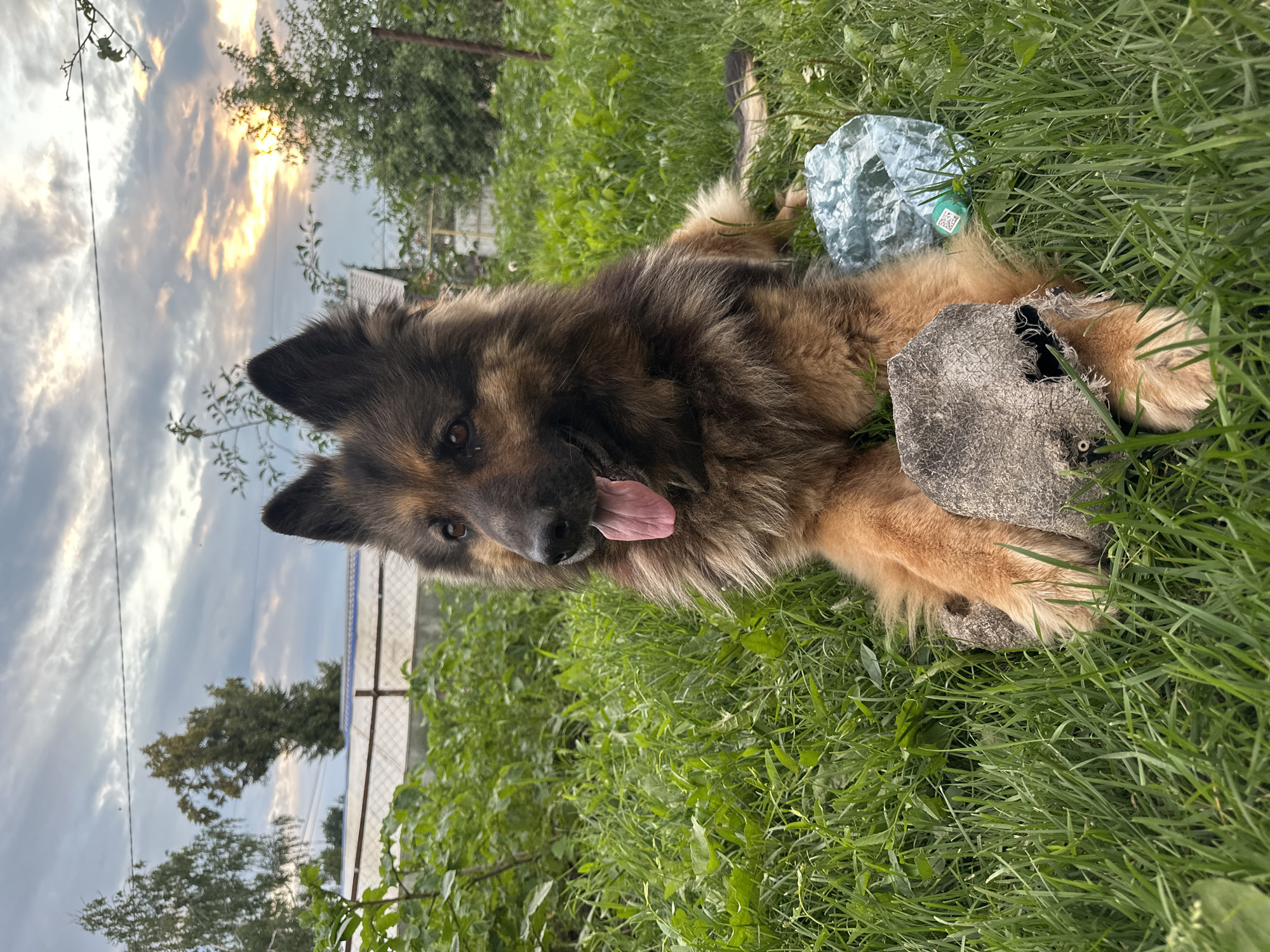 A German Shepherd dog is lying in lush green grass outdoors, with its tongue lolling out. The dog has tan and black fur and is looking to the left of the frame. In front of the dog is a piece of wood and a crumpled plastic bottle. Behind the dog, there is a fence, some trees, and a cloudy sky with hints of sunset. The scene appears to be a yard or garden area in Chaikovsky, Russia, likely a residential area given the presence of the fence and vegetation.