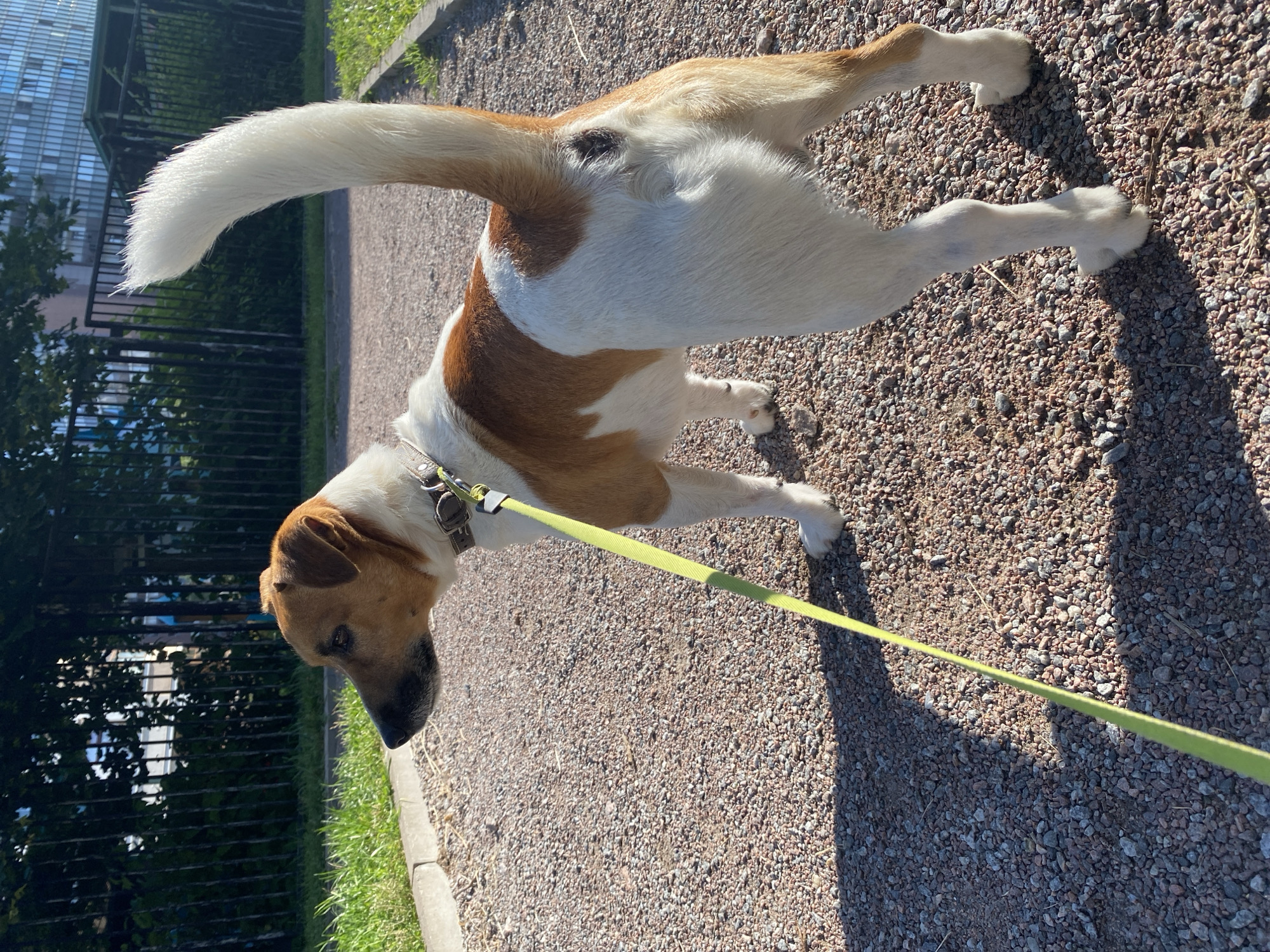 An adult dog, predominantly white with brown markings on its head and back, stands on a gravel path with a green leash attached to its collar. The dog is facing left, with its tail held high and curved. In the background, a black metal fence runs horizontally, behind which is a strip of green grass and then a tall, blue-windowed building. The scene appears to be outdoors, on a sunny day, likely in a residential area of Saint Petersburg, Russia, possibly a park or a courtyard.