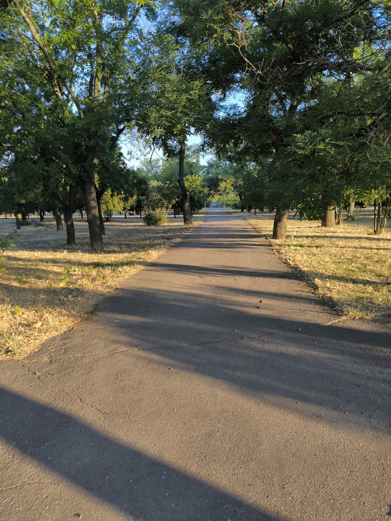 The image depicts a paved pathway in a park-like setting, likely within the city of Mykolaiv, Ukraine, as suggested by its common park features. The pathway is asphalt, showing signs of wear and tear with visible cracks. It leads into the distance, flanked by mature trees with dense green foliage. The ground on either side of the path is covered in dry, yellowish grass, indicating a warm season or dry conditions. Sunlight casts long shadows across the pathway, suggesting it is either early morning or late afternoon. The sky is visible through the tree canopy and appears clear and blue. No people are present in the image, and no specific actions or interactions are occurring. The environment is serene and natural, with the man-made pathway integrated into the landscape.