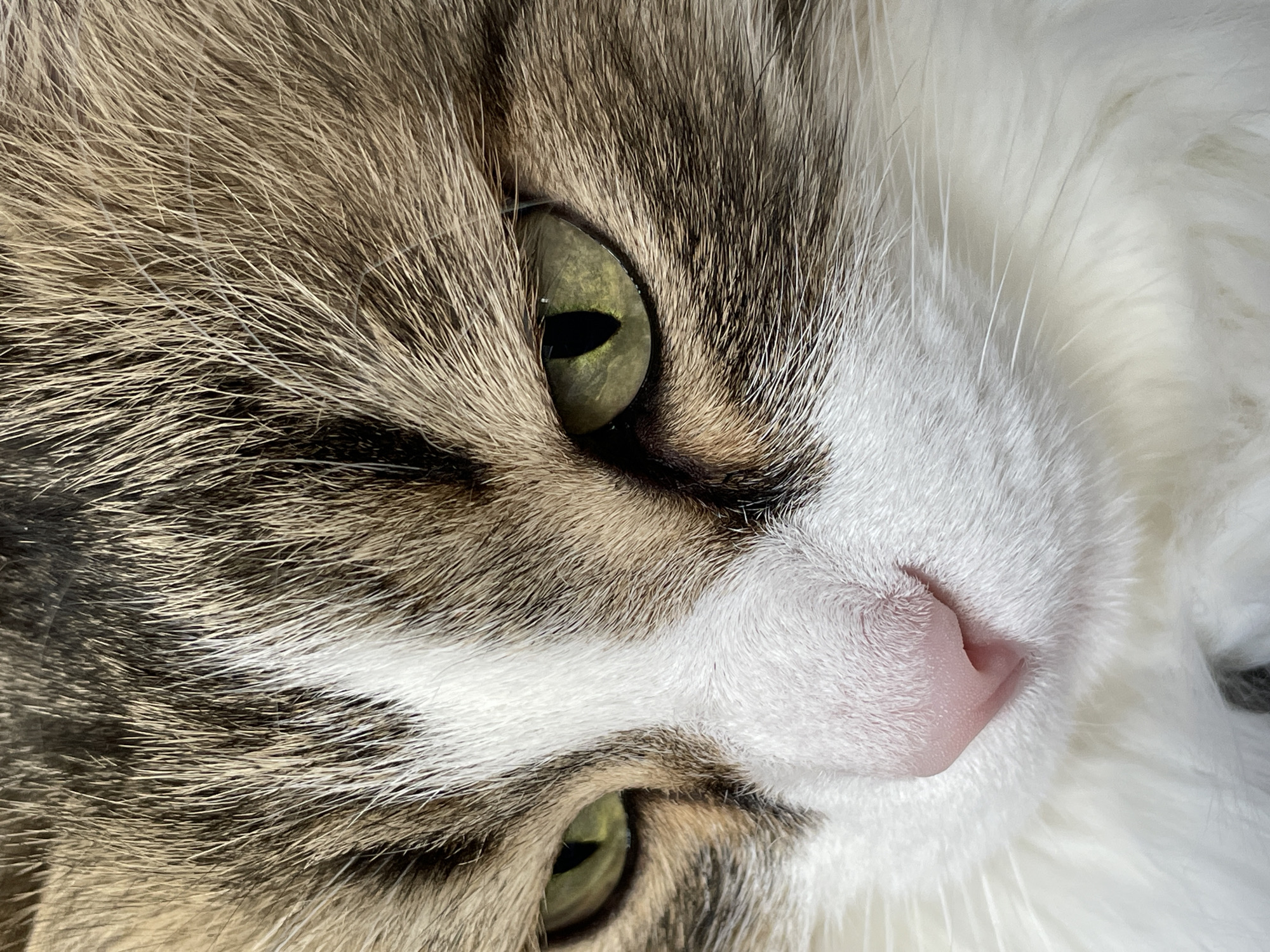 Close-up of a cat's face. The cat has green eyes and a pink nose. Its fur is a mix of white, brown, and gray. There is no indication the image was taken in Izhevsk, Russia.