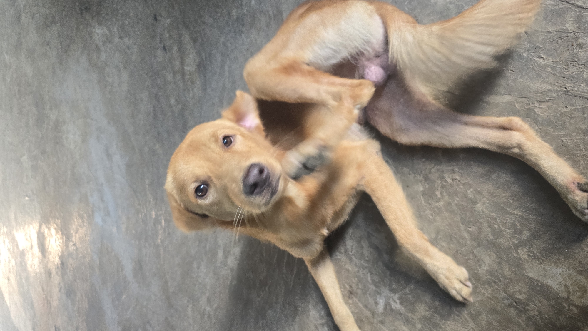 A light brown or sandy-colored dog lies on a smooth, light grey concrete floor, captured from a top-down perspective. The dog is positioned on its back or side, with its body partially twisted. One of its front paws is raised near its head, suggesting it might be scratching itself or engaged in a playful movement. The dog's head is tilted, and it looks directly at the viewer with wide, dark, curious eyes. Its nose is dark brown. Natural daylight illuminates the scene, indicating it is daytime. The smooth texture of the floor suggests an indoor setting or a covered outdoor area. The dog appears relaxed and attentive. Visible anatomy confirms the dog is male. There is no visible text in the image.