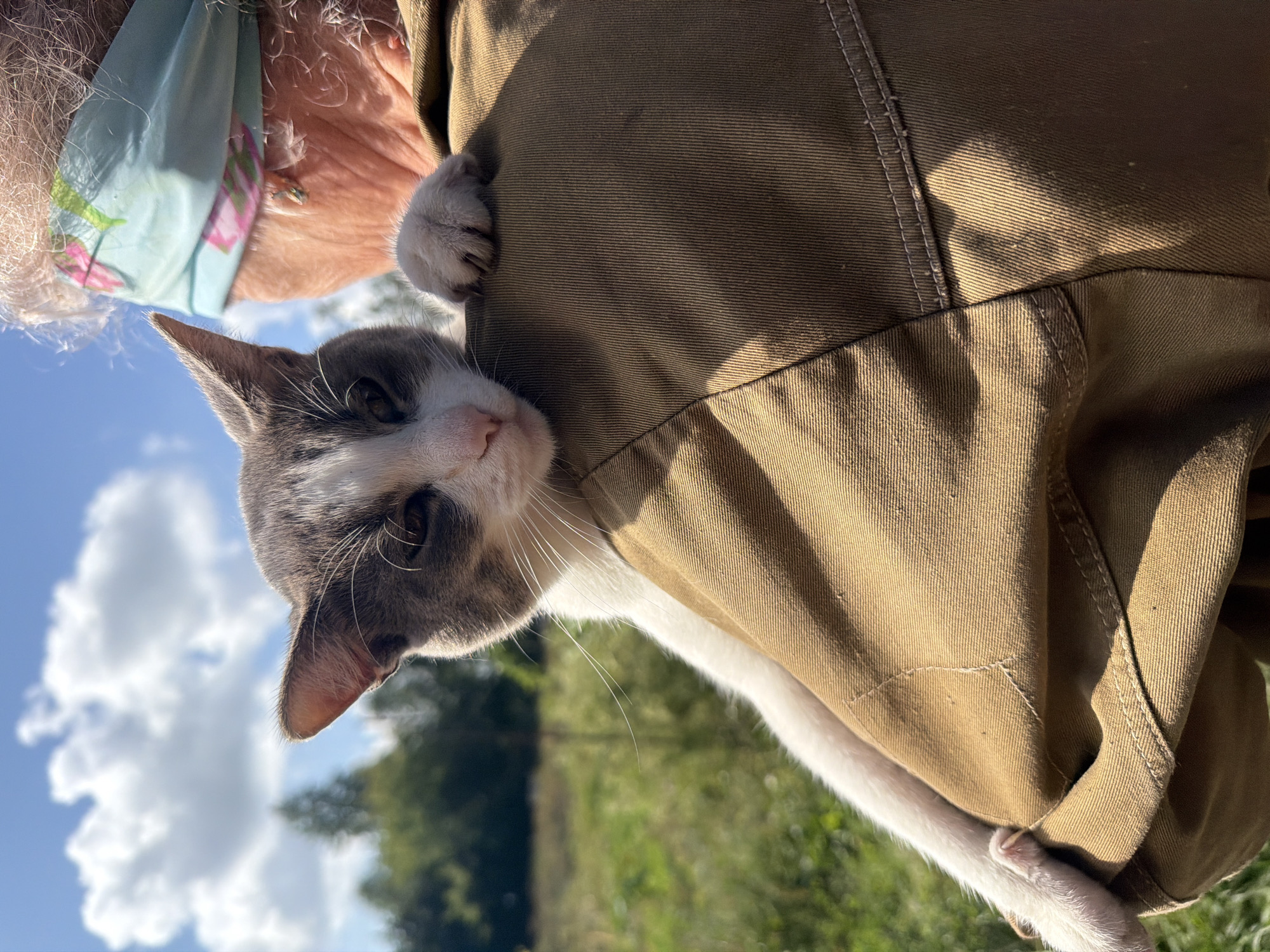 A domestic cat is held on a person's shoulder, outdoors in a rural area under a blue sky with fluffy clouds. The cat is predominantly white with grey markings on its head and back. It is looking downwards with its head resting on the person's shoulder, and one paw is visible on the shoulder. The person is wearing a brown jacket and a light blue patterned bandana. The background consists of green fields and trees, suggesting a natural environment outside of an urban setting. The lighting indicates it is daytime. There are no specific landmarks or features that would place this image within Novosibirsk, Russia; it appears to be a generic outdoor scene.