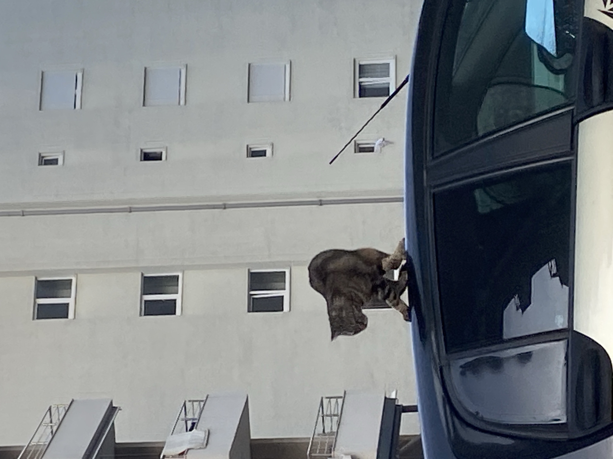The image shows a cat climbing on the side of a dark blue, modern bus or motorcoach. The bus is parked in an urban area, with a light-colored building with windows in the background. The building appears to be multi-story. There are also ramps with railings visible near the base of the building. The location is not identifiable as Budva, Montenegro, based on the information in the image.