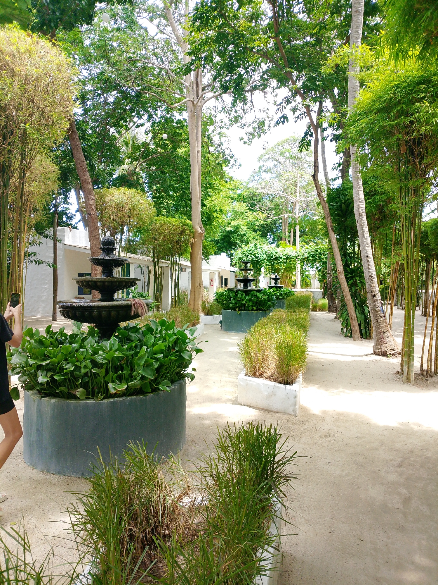 The image depicts an outdoor scene with a focus on a garden pathway and lush vegetation. In the foreground, a woman's legs are visible as she holds a smartphone, suggesting she is taking a picture. To her left, a large, dark grey planter contains a tiered water fountain surrounded by vibrant green aquatic plants.
The pathway is made of light-colored sand and curves gently into the background. Flanking the pathway are various types of trees and bamboo. To the left, tall bamboo stalks form a dense screen, partially obscuring white buildings in the background. To the right, a line of slender palm trees and more bamboo can be seen, with the sandy path continuing between them.
The environment appears to be a resort or a well-maintained garden area. The presence of multiple fountains and meticulously arranged plants suggests a resort setting in Koh Phangan, Thailand, likely in the Tambon Ko Phangan district. The overall atmosphere is serene and tropical, with bright daylight illuminating the scene.