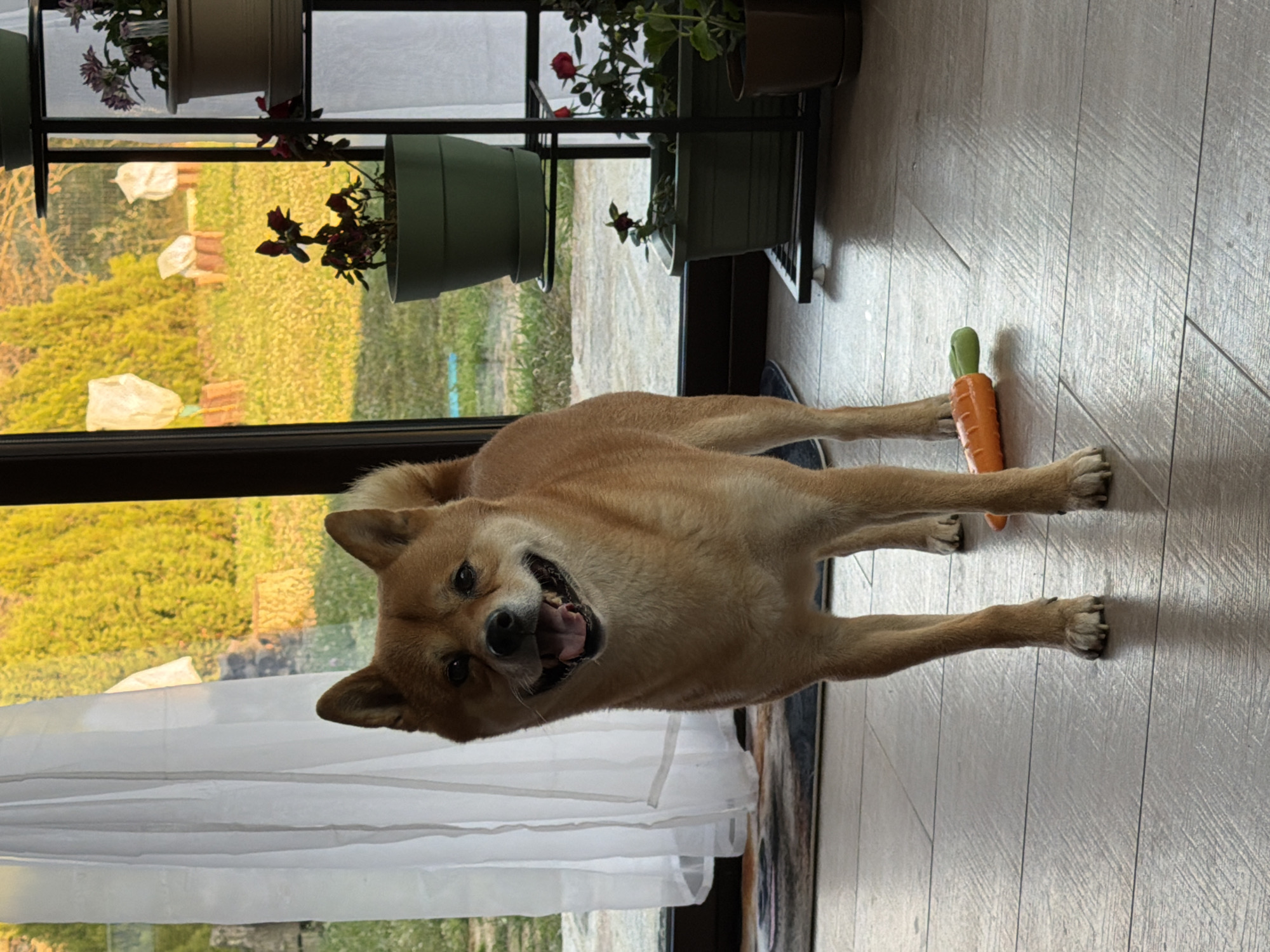 A medium-sized, tan Shiba Inu dog stands indoors on a gray, wood-grain-patterned floor next to a small, orange toy carrot with green foliage sticking out of the top. The dog faces the camera with an open mouth and its tongue protruding. Behind the dog is a window with sheer, white curtains on the left and a black-framed window pane with various potted plants on a shelf above a view of greenery outside. The location is unspecified, but the description includes Priseltsi, Bulgaria.