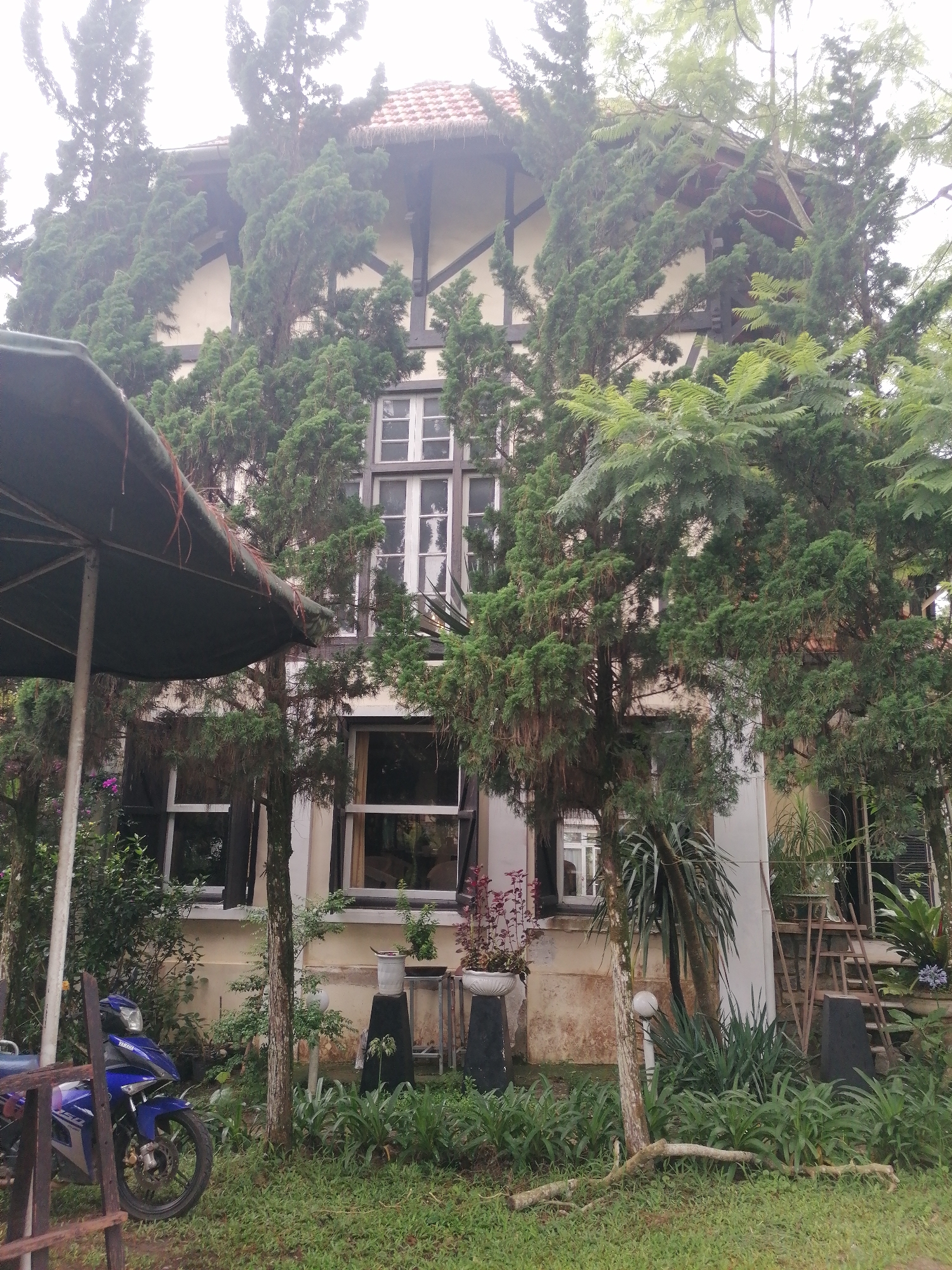 The image captures a serene, overcast scene featuring a multi-story house partially obscured by dense evergreen trees and lush garden foliage. The house exhibits a distinctive architectural style, possibly colonial or European-influenced, with light-colored walls and dark wooden beams forming a half-timbered effect on the upper levels. Its roof is tiled, showing some signs of age or natural growth. Numerous windows, some with white frames, are visible throughout the facade.
In the foreground, a verdant garden thrives with various plants, including ground cover and potted greenery. A large, dark green outdoor umbrella is positioned on the left, partially open. Below it, a blue Yamaha motorcycle is parked, with "YAMAHA" visible on its side, nestled near a wooden structure. Further into the garden, there are decorative planters on stands, a white spherical outdoor light fixture, and a wooden ladder leaning against the house on the right. A fallen tree branch lies across the grassy area.
The overall atmosphere suggests a cool, possibly misty or foggy day, characteristic of Da Lat. The abundance of tall, slender evergreen trees, resembling cypress, creates a natural screen, enveloping the house in a verdant embrace. No people are visible, contributing to the tranquil and undisturbed quality of the scene.