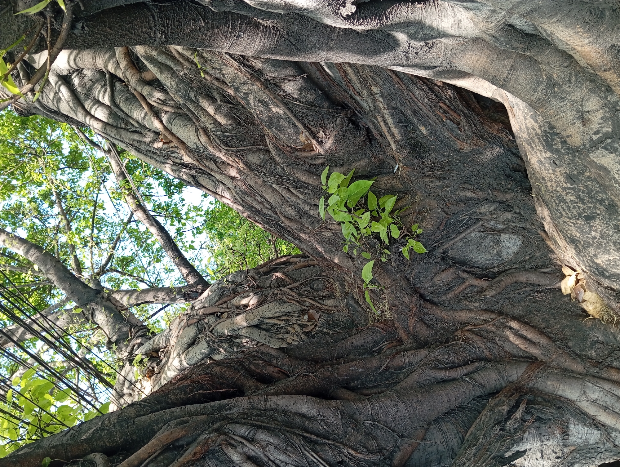 This is a close-up, ground-level shot of the massive, intertwined roots and trunk of a large tree, likely a banyan, in Kepulungan, Indonesia. The image emphasizes the textures and patterns of the bark and exposed roots, which are dark gray and deeply grooved, crisscrossed by smaller, thinner roots. Sunlight filters through the canopy, creating dappled light and shadow across the tree's surface. In the upper portion of the image, glimpses of green leaves and branches are visible against a bright, hazy sky. A small cluster of vibrant green leaves sprouts from the center of the trunk, contrasting with the darker, aged wood. No people or animals are present in the frame. The scene appears to be a natural setting within the city, possibly a park or a densely vegetated area.