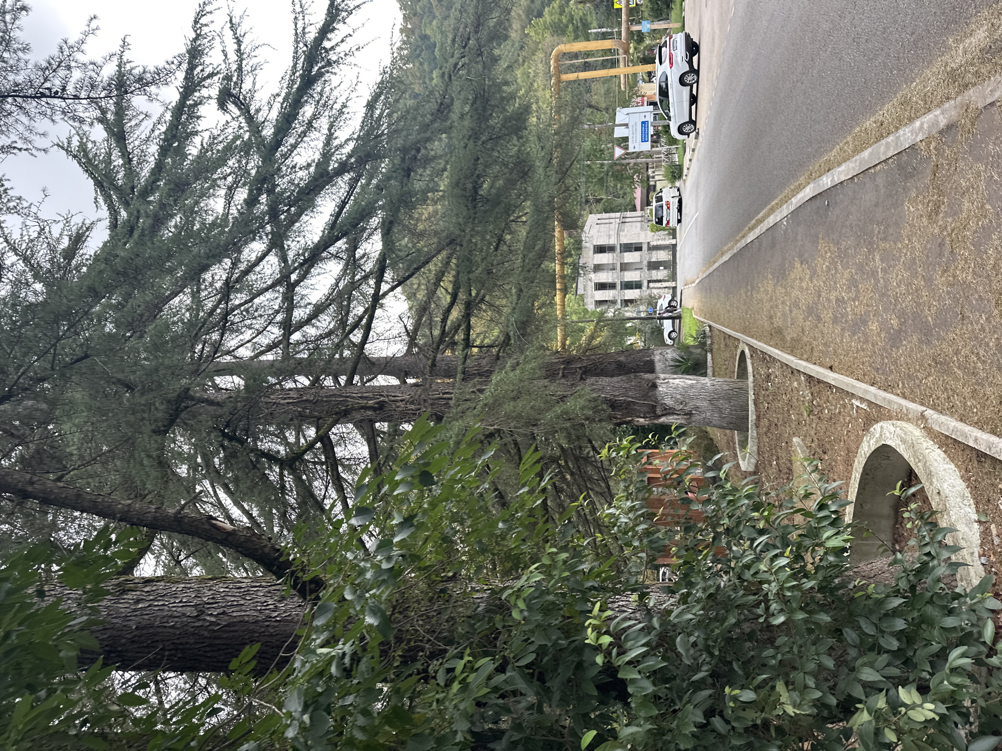 This image depicts a street scene in Sochi, Russia, characterized by a sidewalk running alongside a road, bordered by mature trees with thick trunks and lush foliage. The trees are a prominent feature, with their branches extending over the sidewalk and road. Beyond the trees, a modern multi-story building with a concrete facade and a visible internal structure stands under a cloudy sky. Various vehicles, including white cars and vans, are present on the road. Yellow pipes, likely part of an industrial installation or infrastructure, run overhead and to the side of the street. Road signs are visible, indicating directions. The ground on the side of the road and sidewalk is covered with dry grass or debris. The overall environment suggests an urban or semi-urban setting with significant green spaces.
