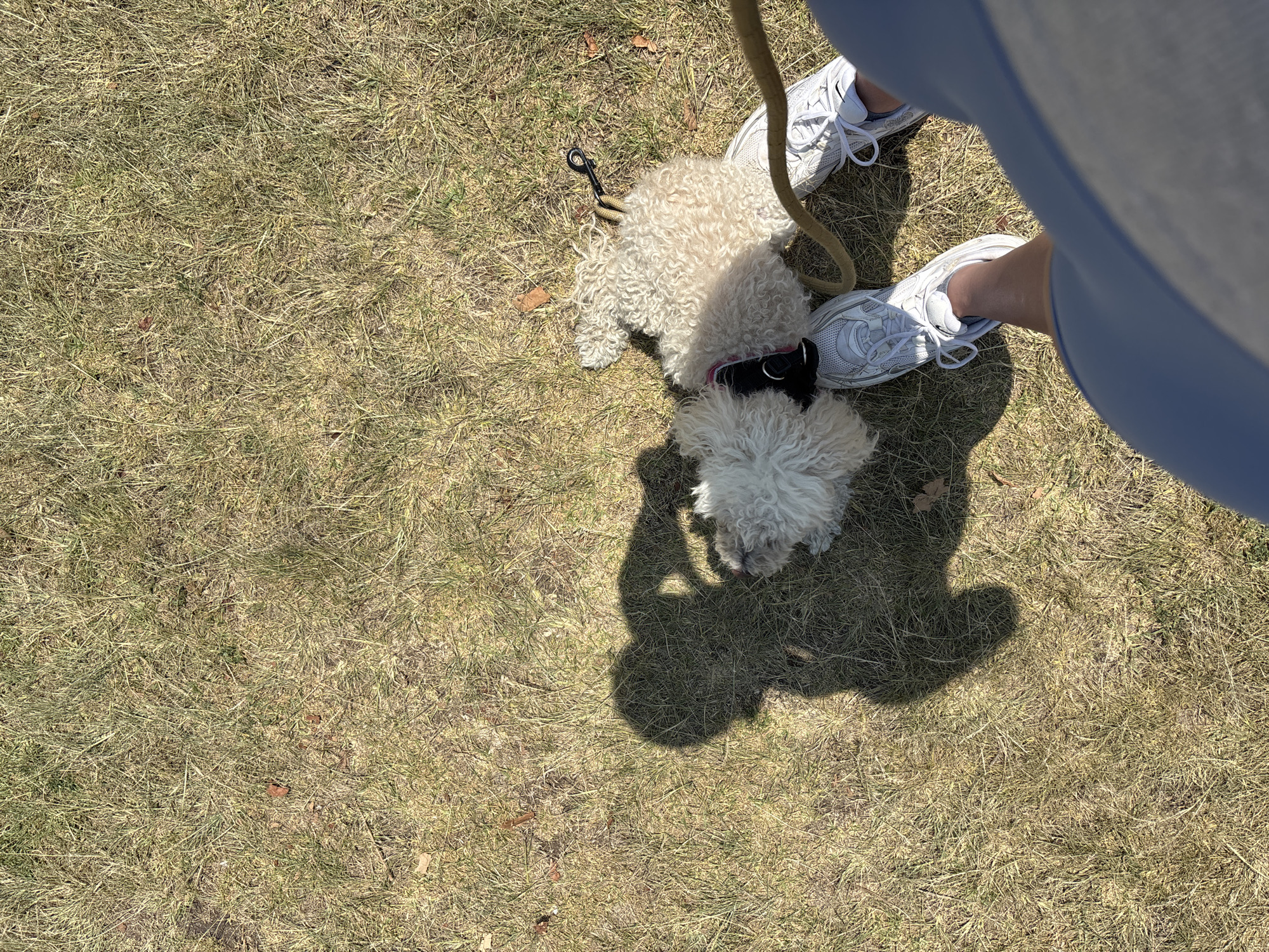 A tan-colored poodle lies on dry grass in the city of San Bernardino Tlaxcalancingo, Mexico. The dog is attached to a leash with a black clip. A person wearing white sneakers and light blue clothing stands next to the dog.