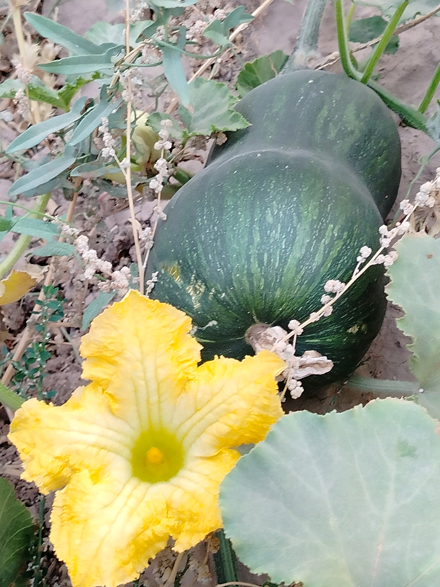 In the city of Көлкент, Kazakhstan, a close-up, eye-level shot captures a vibrant yellow squash blossom in the foreground. Behind the blossom, a dark green, elongated squash with faint vertical striping rests on the soil. Surrounding the squash and blossom are the plant's large, light green leaves, some of which are partially visible. The ground is covered in dirt and small twigs, with thin, dry stalks from the plant also present. The scene is naturally lit, suggesting an outdoor environment.