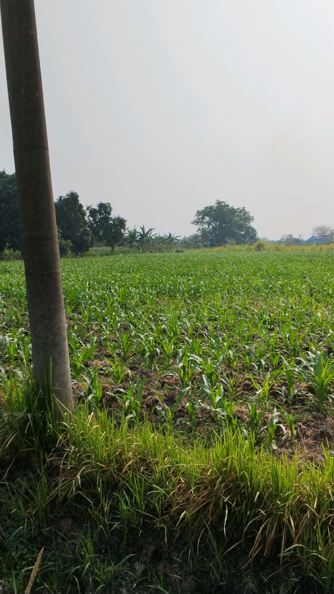 A bright, hazy daytime outdoor shot shows a pole on the left, with a field of young green corn plants stretching into the distance. The field is mostly level, with rows of corn visible. In the background, there are scattered trees and some banana plants, with hints of buildings and a bright sky overhead. The foreground features tall green grass growing around the base of the pole.