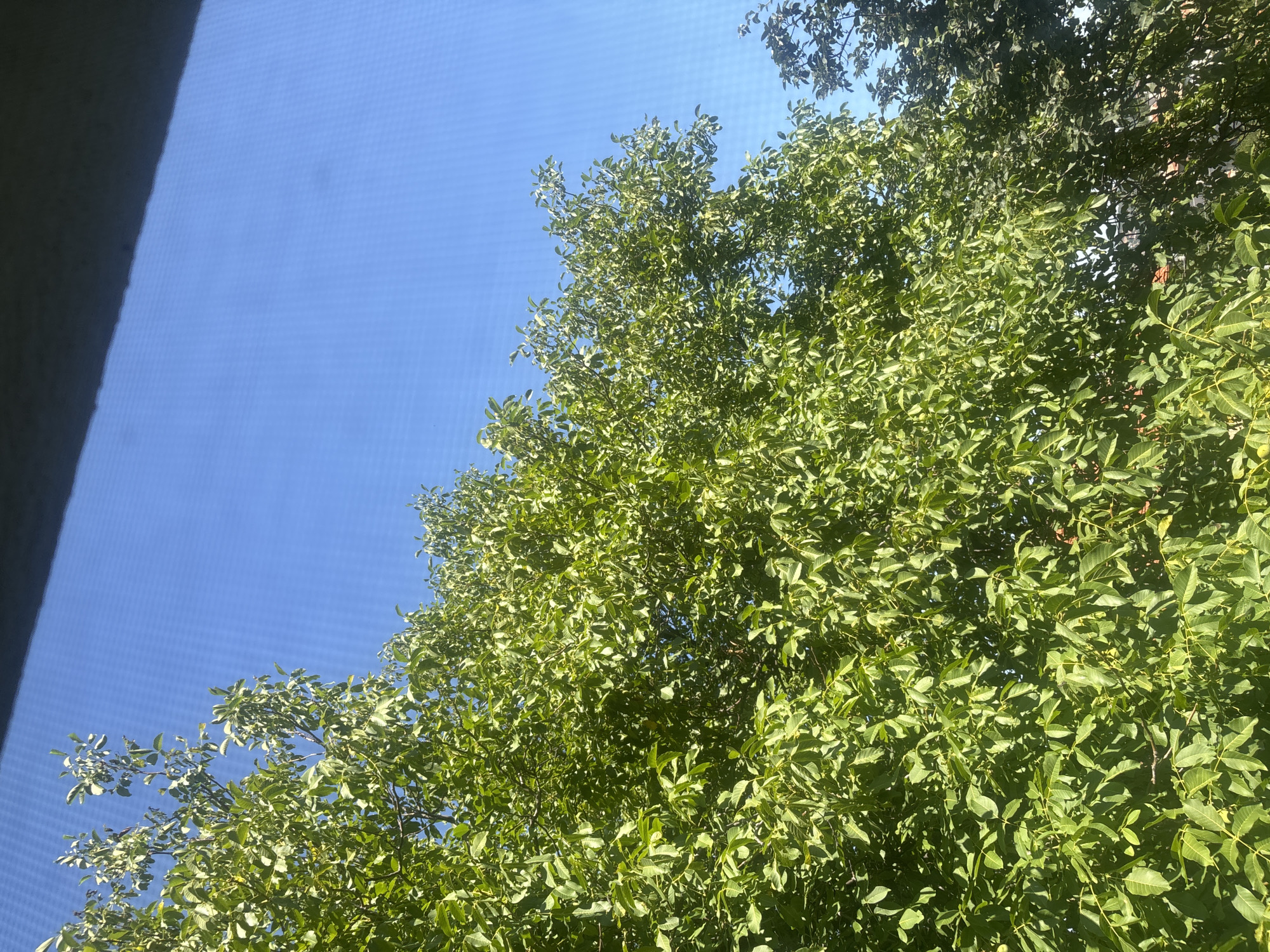 A close-up, eye-level shot captures a dense canopy of vibrant green leaves from a tree against a bright blue sky. The leaves are detailed and appear healthy, with sunlight filtering through them. Part of the sky is obscured by a dark, horizontal shadow at the top of the frame, possibly from a roof or overhang. The image is taken from an indoor perspective, as indicated by a faint grid pattern overlaying the sky, suggesting a view through a screen or window. The lower portion of the image shows glimpses of other trees and what appears to be rooftops in the distance, hinting at an urban or suburban environment. No people or specific actions are visible.
