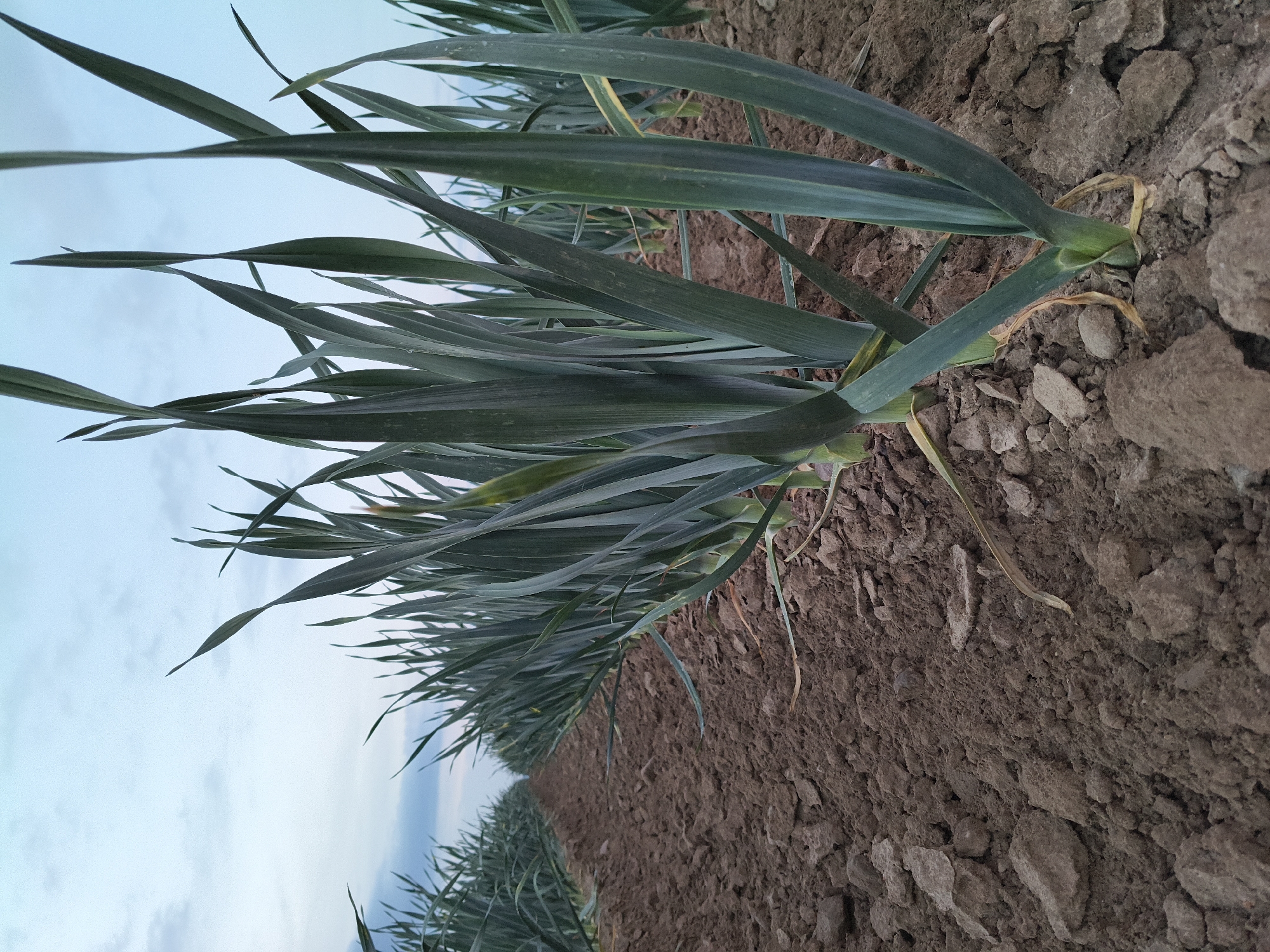 An outdoor, low-angle, eye-level medium shot captures a cultivated field of leeks under a cloudy, pale blue sky. The leeks are arranged in neat rows, extending into the distance. The foreground is dominated by the rich, brown soil, which is broken into clods of various sizes. The leek plants have long, green, strap-like leaves that are upright and point towards the sky. The lighting suggests it is either early morning or late evening, with soft, diffused light. The scene appears to be located in Galonki, Poland. There are no people or animals visible in the image.