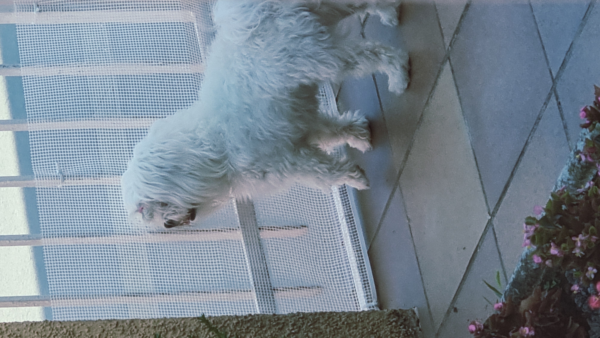 The image captures a fluffy white dog standing on a tiled patio, looking to its left through a white mesh barrier attached to a railing. The dog has long, shaggy fur and appears to be a breed like a Bichon Frise or a Coton de Tulear. A small pink accessory, possibly a bow, is visible in the fur on the top of its head.
The patio tiles are square and laid in a diamond pattern. To the left of the dog, a rough-textured beige wall is visible. In the lower left corner, a planter box contains several small pink flowers and some green foliage. The background consists of a light-colored, out-of-focus area, possibly representing an outdoor space or building.
The overall scene suggests a domestic setting, likely a balcony or patio in a residential area. Without further information, it is not possible to definitively place this image in Sant Joan Les Fonts, Spain.