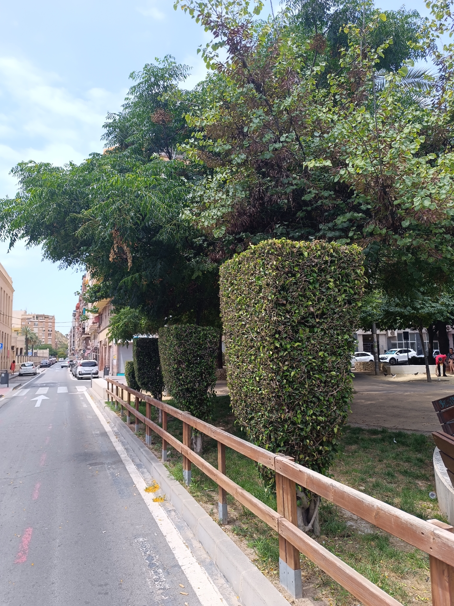 An eye-level, medium shot captures a sunny day on a street lined with trees and buildings. In the foreground, a paved road curves to the left, marked with a white arrow indicating a straight direction. A white curb separates the road from a grassy area with a wooden fence. Several large, rectangular bushes are neatly trimmed and stand behind the fence.
Beyond the bushes, a park area is visible with more trees and a brown bench. In the background, a row of buildings with multiple stories lines the opposite side of the street. Several white cars are parked along the road, and a woman in a red dress walks on the sidewalk. The sky is partly cloudy. The scene suggests a tranquil urban environment.