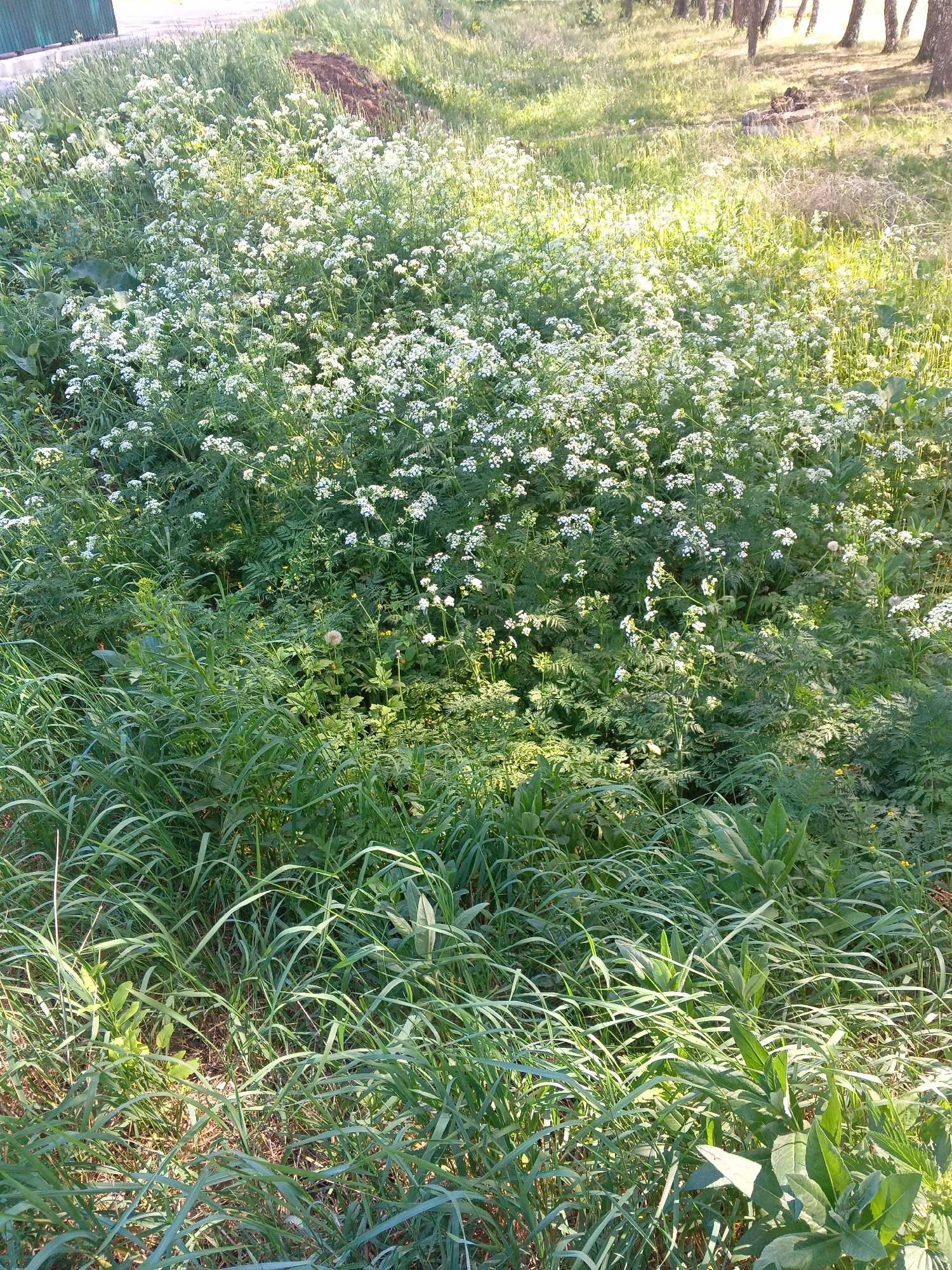 The image depicts an overgrown field in Tolbazy, Russia. Predominantly, the field is covered with a dense patch of white flowering plants, possibly cow parsley, and long, green grass. A dirt mound is visible near the upper portion of the field. Trees stand in the background.