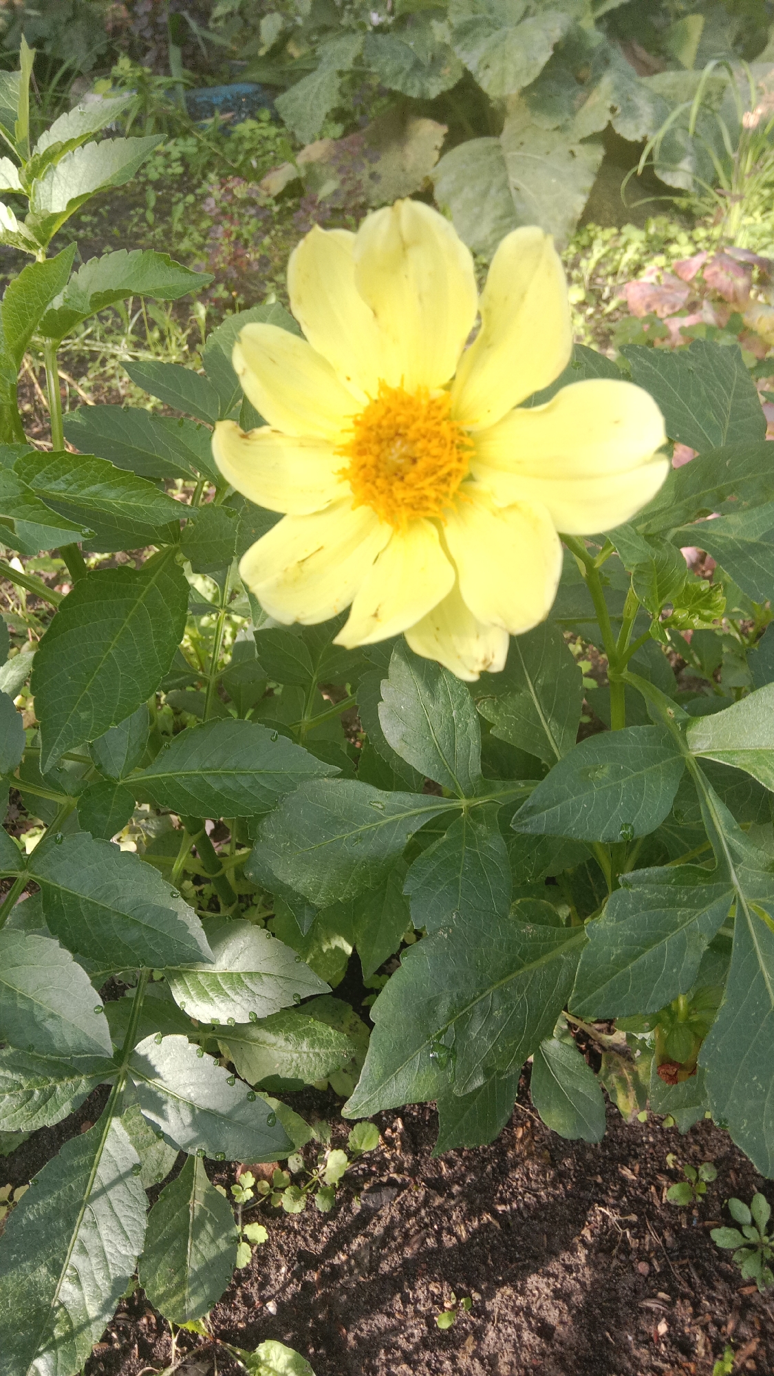 A close-up, eye-level shot captures a single, bright yellow dahlia flower with a vivid orange center. The flower is in full bloom and takes up a significant portion of the frame, with its petals gently unfurling outwards. The surrounding foliage consists of lush, dark green leaves, some of which appear slightly damp, suggesting recent rain or dew. The ground beneath the plant is dark soil, with patches of smaller green plants and fallen leaves. Sunlight filters through the leaves, creating dappled shadows on the soil. The setting appears to be a garden, possibly in Petropavl, Kazakhstan, given the context. No people are visible in the image.