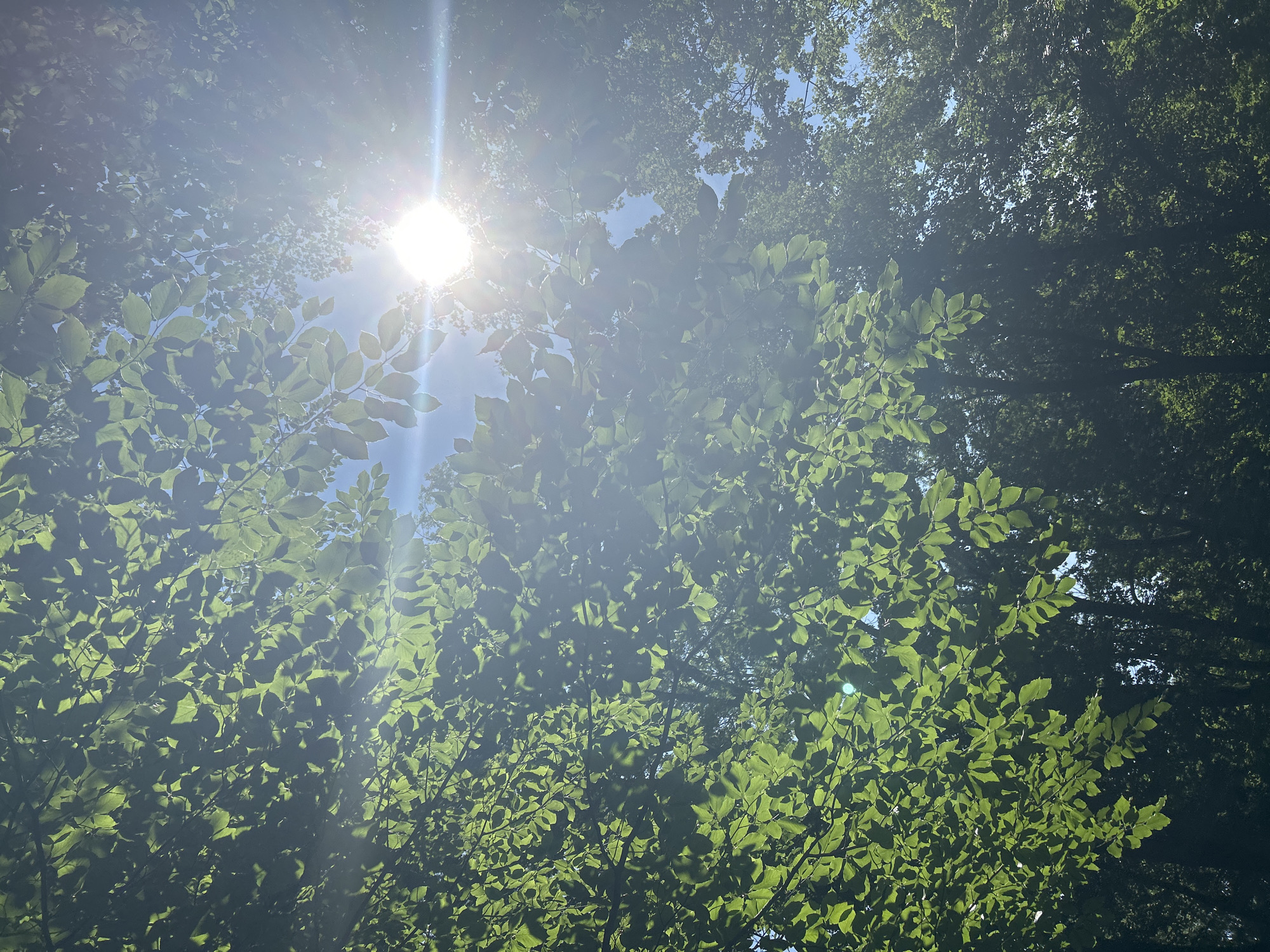 This is an outdoor, vertical shot of the sun shining through the leaves of a tree. The sun is partially obscured by the bright green leaves, creating a lens flare effect. The leaves are lush and appear to be in full foliage, suggesting a warm weather season. The sky is a clear blue, visible in some gaps between the leaves. The image captures a moment of natural light and the organic textures of the tree. The scene is devoid of any people or man-made structures, focusing solely on the natural environment. It is not possible to determine the specific location in Tczew, Poland from the image itself.