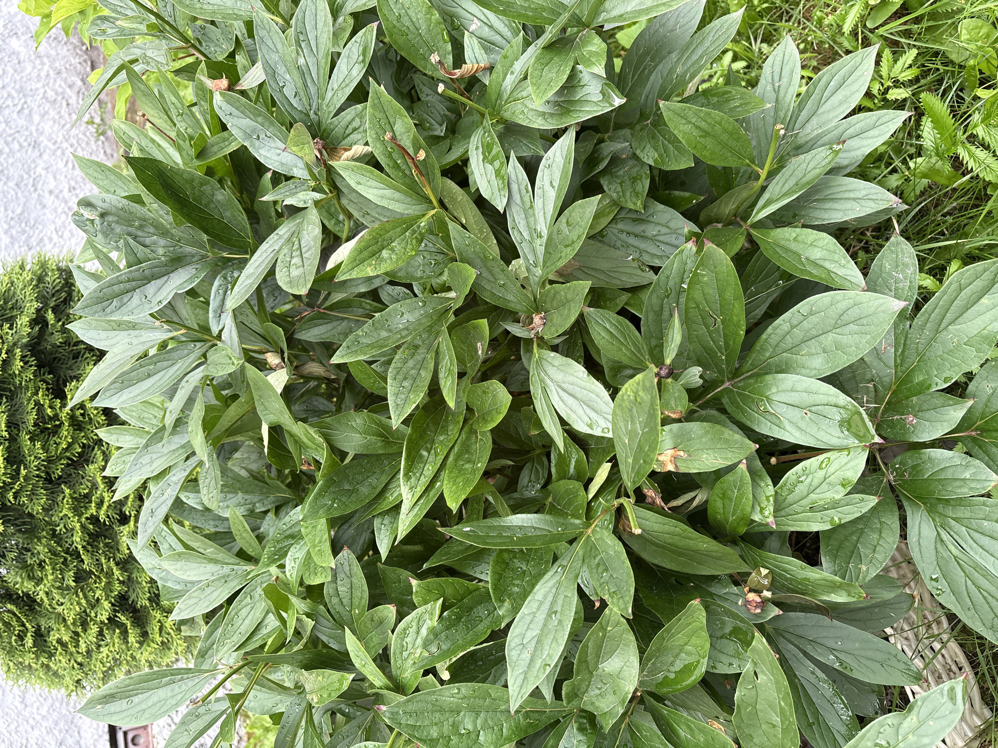 The image shows a dense, green peony bush with large, ovate leaves. Many of the leaves have small water droplets on them, suggesting recent rain or dew. The plant is in a garden setting, with a conifer tree and a textured grey wall visible in the background. Some dried brown seed pods or spent flower buds are scattered among the green foliage. The lower portion of the image shows blades of grass and a bit of what appears to be a white woven object, possibly a planter or garden edging. The lighting suggests it is daytime, possibly overcast. There are no people or animals visible in the image. The location is identified as Vitsebsk, Belarus.