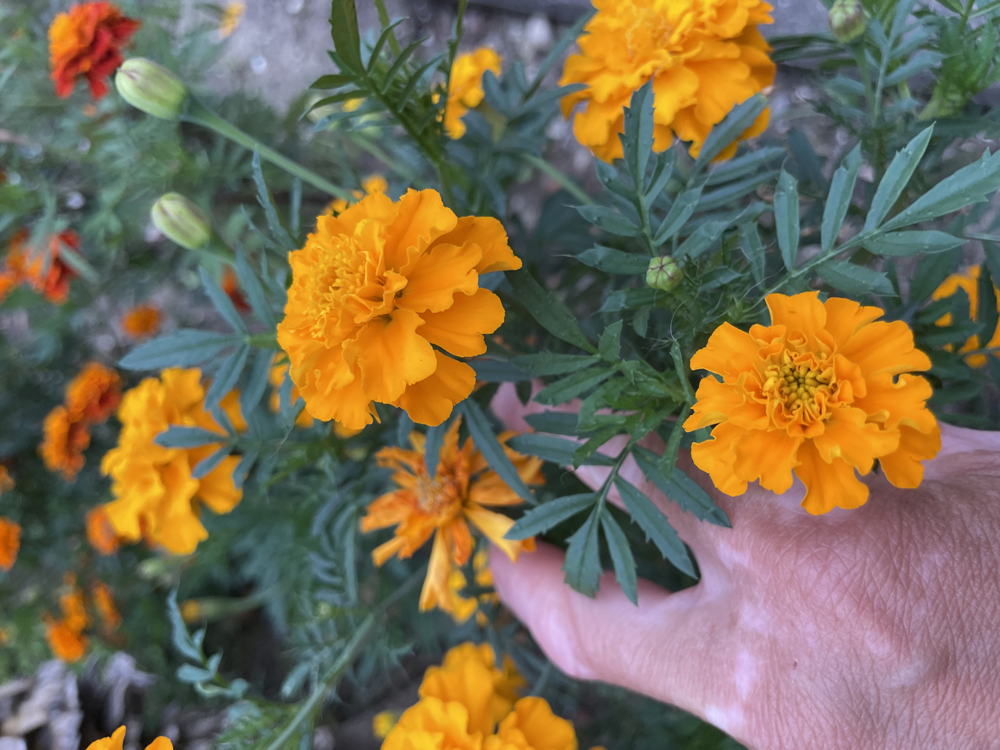 A close-up, eye-level shot focuses on a cluster of vibrant orange marigolds and green foliage in Sochi, Russia. In the foreground, a person's hand, with visible skin discoloration, is gently touching one of the marigolds. The background is blurred, revealing more marigolds, some in bloom and others as green buds, along with hints of gray gravel. The overall scene depicts a garden setting, likely in a residential area or park, capturing the essence of a warm, sunny day in Sochi, Russia.