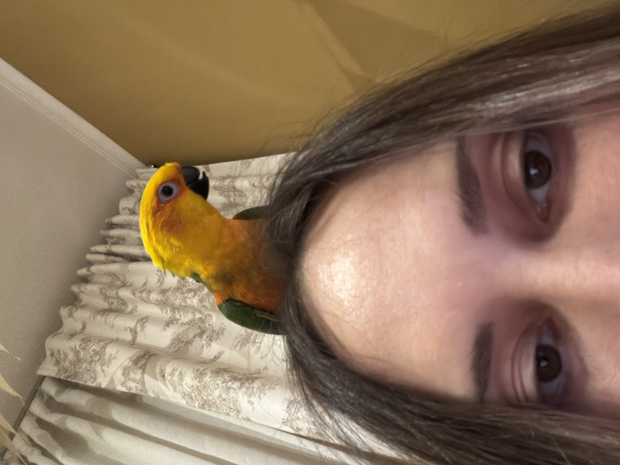 A close-up, rotated image depicts a person with dark brown hair and brown eyes. A colorful sun conure parrot perches near the person's head. The bird has a yellow head, orange chest, and green wings. A ruffled, patterned curtain is visible in the background, along with a light brown wall. There is no indication of the location in the city of Khimki, Russia.