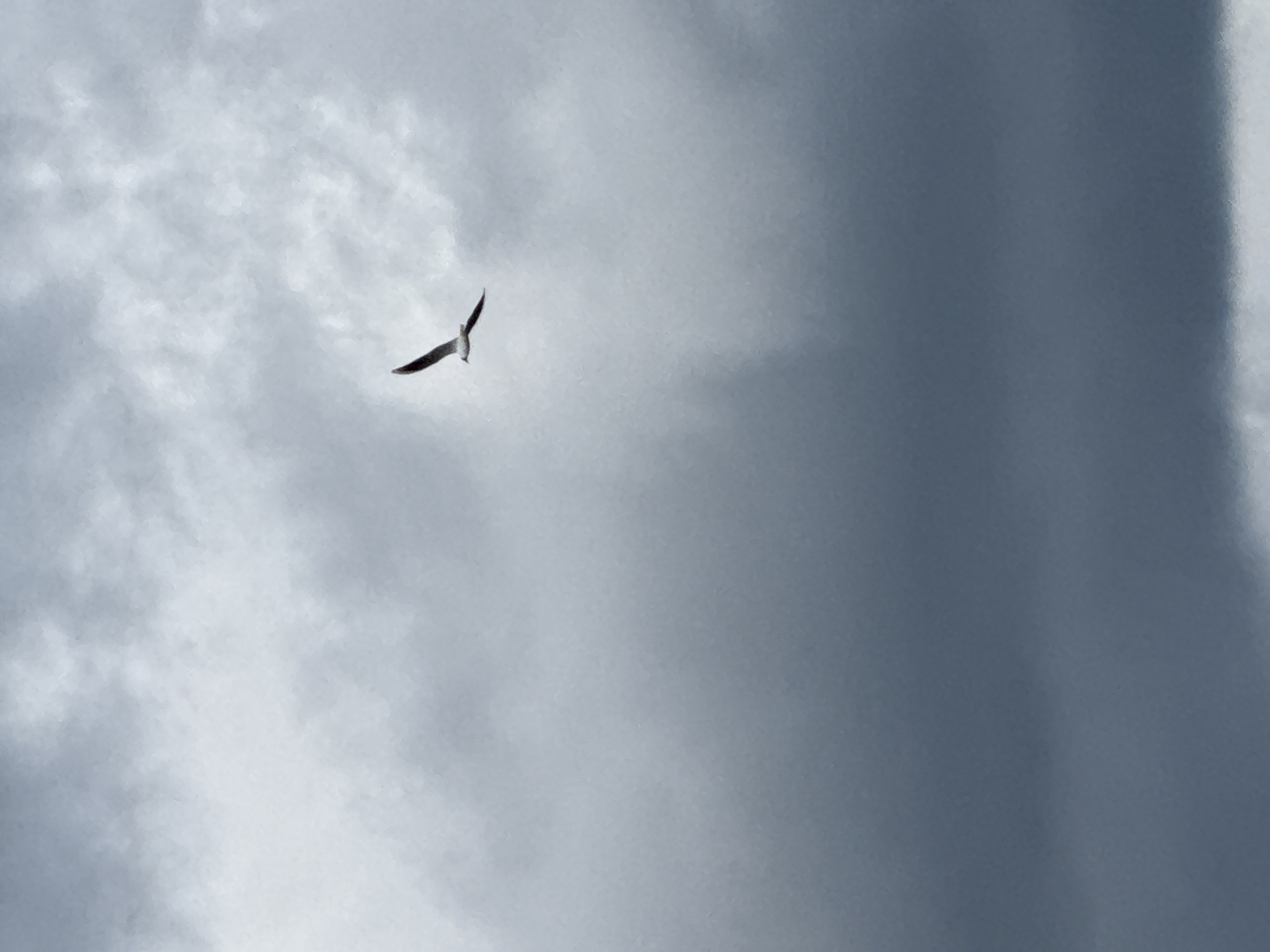 A solitary bird, likely a gull, soars against a backdrop of dramatic, overcast skies. The bird is silhouetted against lighter clouds, its wings outstretched in flight. The lower portion of the image is dominated by darker, heavier clouds, suggesting impending weather. The scene is devoid of any specific landmarks that would indicate its location within Votkinsk, Russia.