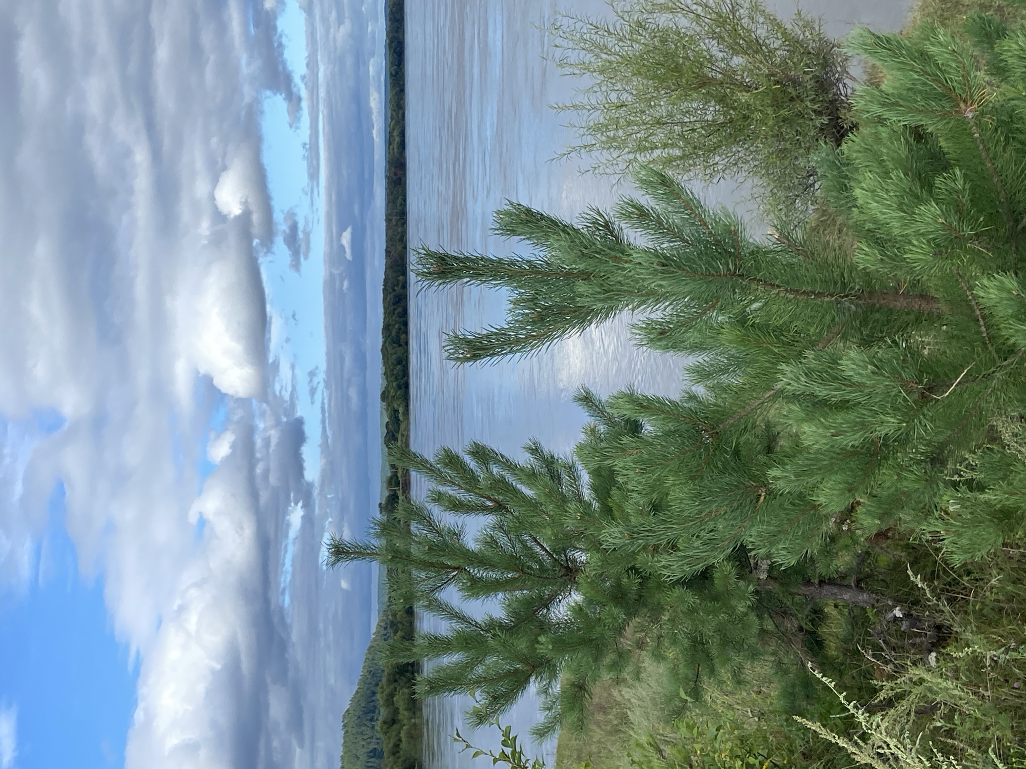 An outdoor, slightly low-angle, full shot shows a serene scene along the bank of a wide river in Chernyayevo, Russia. The river, a muted silver under a cloudy sky, fills the middle and background of the image. On the far bank, a dense, dark green forest lines the horizon, with a gentle, tree-covered hill rising to the left. The sky above is a mix of bright blue patches and dramatic, heavy gray clouds that create a soft, diffused light.
In the foreground, two young pine trees with vibrant green needles stand prominently. The tree on the left is larger, its branches extending outwards, while the one on the right is slightly smaller and positioned closer to the river. Between and around the pine trees, the ground is covered in dry, light brown grasses and interspersed with patches of darker green foliage. A wispy, light green bush with delicate leaves grows to the right of the larger pine tree, near the water's edge. No people are visible in the image. The overall impression is one of natural beauty and tranquility on a day with changing weather.