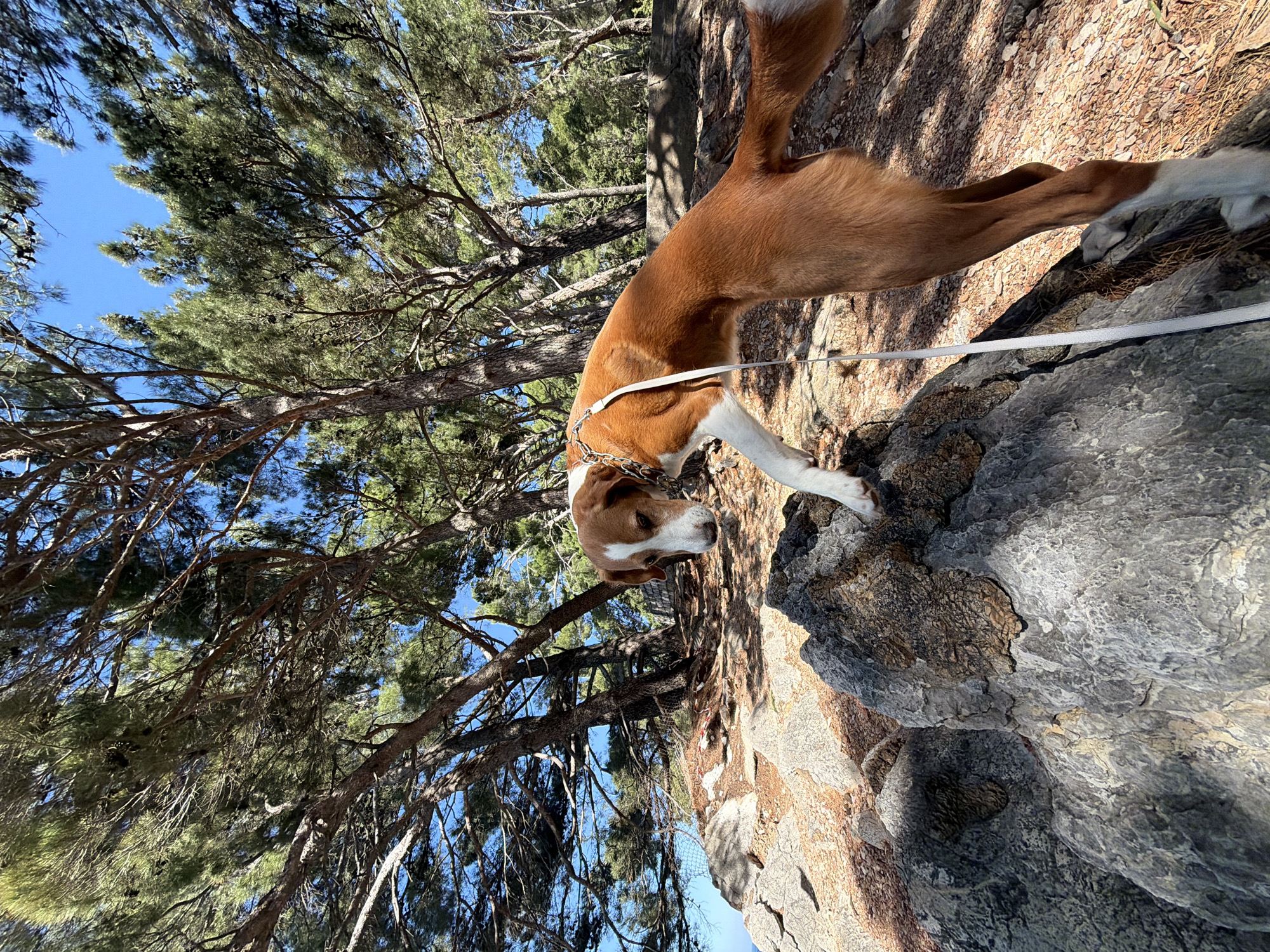 The image shows a brown and white dog on a white leash, positioned on a rocky surface under a canopy of pine trees. The dog has prominent brown fur on its body and head, with white markings on its muzzle, a stripe down its forehead, chest, and front paws. Its head is lowered, and it appears to be sniffing or investigating something on the uneven, grayish-brown rocks.
Above the dog, the dense branches and needles of pine trees fill much of the upper frame, casting dappled shadows. Patches of clear, bright blue sky are visible through the gaps in the foliage, indicating a sunny day. The terrain is characterized by large, weathered rocks and scattered dry vegetation. The scene depicts a natural outdoor environment, suggesting a walk or hike. Given the context, this setting is located in Petrovac na Moru, Montenegro, which is known for its rugged coastlines and pine-covered areas. No text is visible in the image.