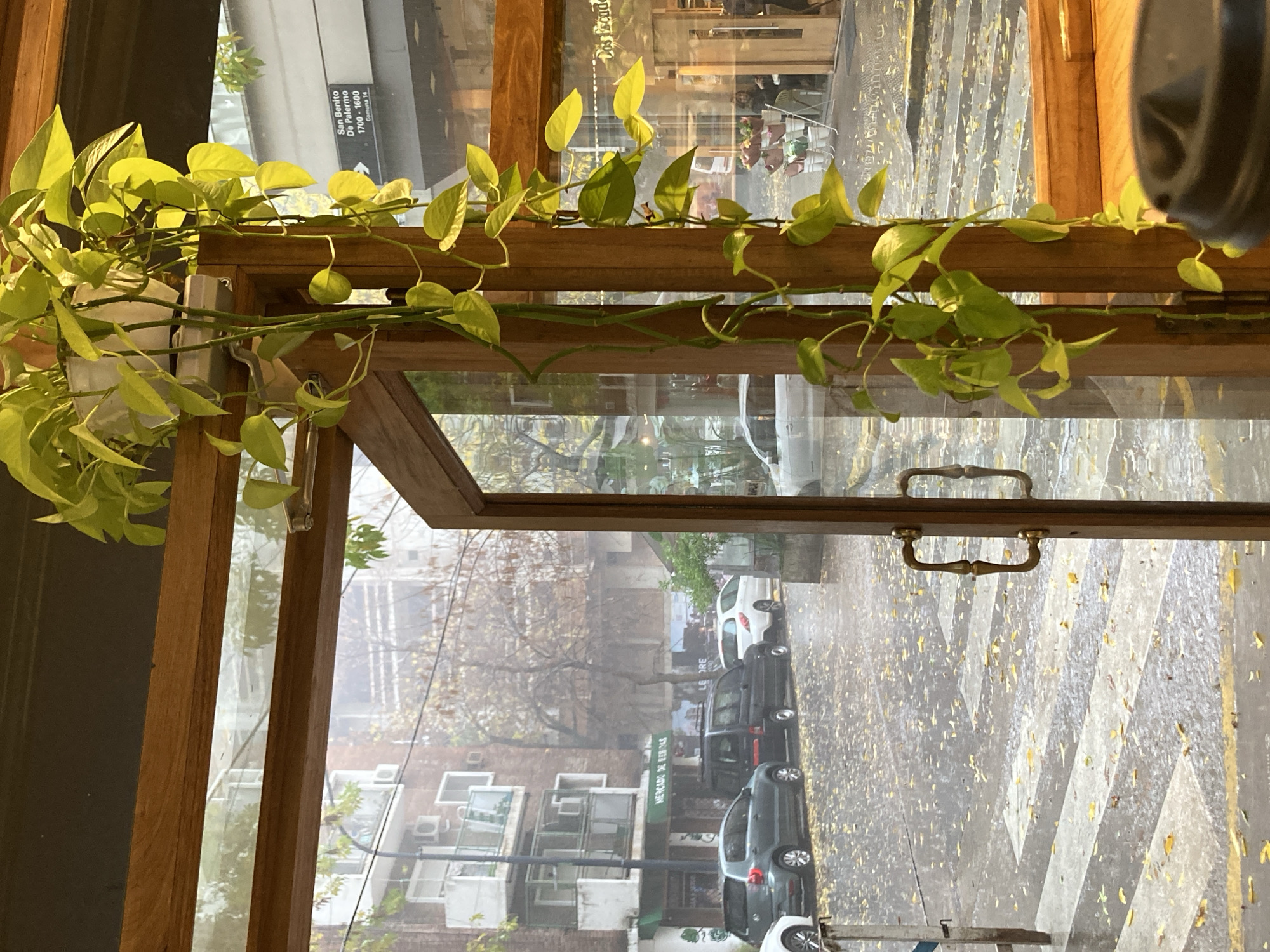 The image shows an open wooden framed window looking out onto a street scene, likely in Buenos Aires, Argentina. The view reveals a rainy day with wet pavement marked with white striped crosswalks covered in fallen leaves. Parked cars line the street, reflecting the wet conditions. Buildings are visible across the street with air conditioning units attached to their facades.
A potted plant with vibrant green leaves is draped across the window frame. A sign reading "San Benito De Palermo 1700-1600, Comuna 14" is visible. The handle of the window, made of brass, is visible.