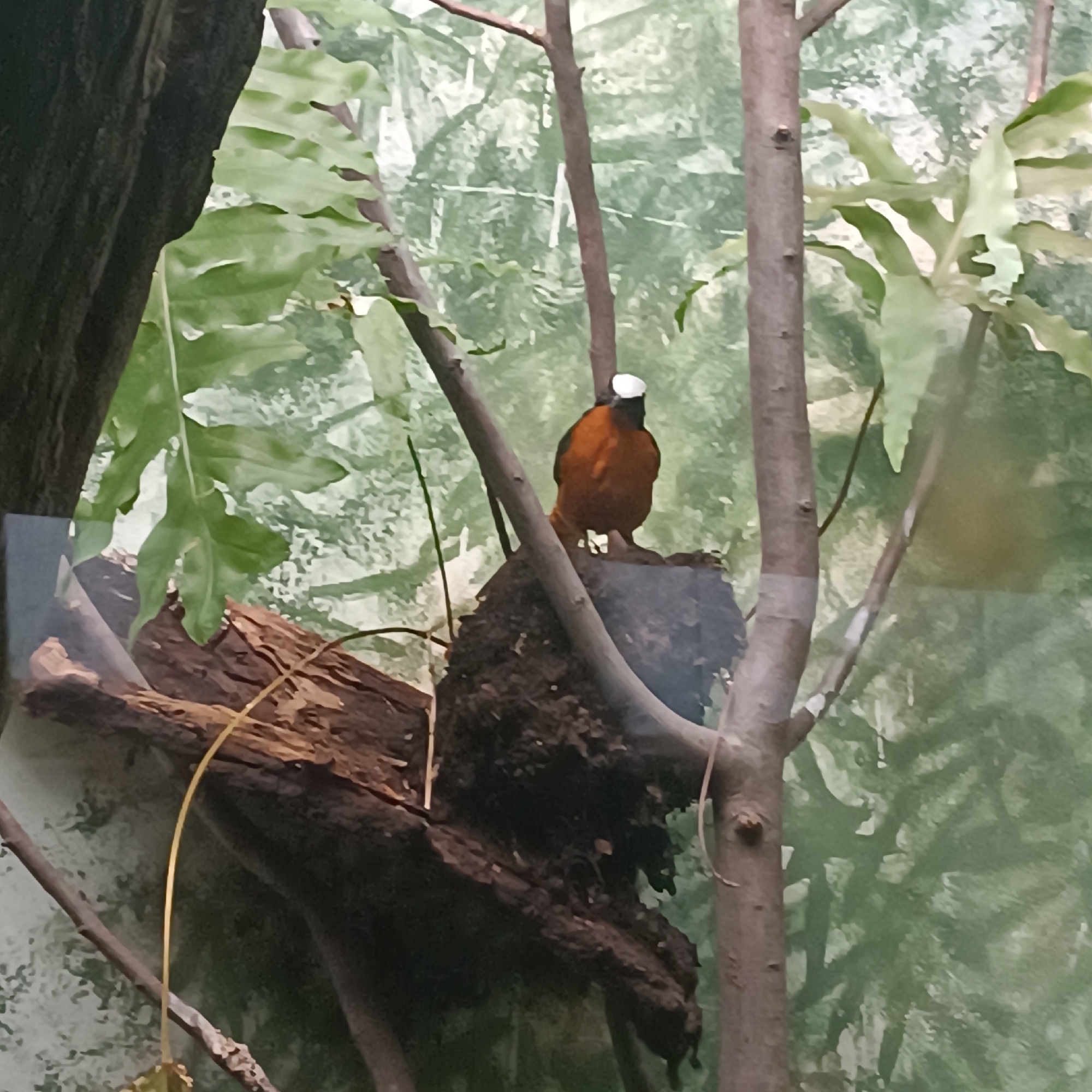 A small bird with orange-brown plumage and a white cap sits on a dark, textured surface, possibly a piece of bark or a nest, supported by branches. The bird is facing to the right, with its back partially visible. The background is a blurred wash of greens and whites, suggesting foliage and light. The scene appears to be within an enclosure, possibly a zoo or aviary, given the artificial background and the lack of a natural, expansive outdoor environment. The lighting is soft, illuminating the bird and its immediate surroundings. No specific location in Frankfurt, Germany can be identified from the image itself.