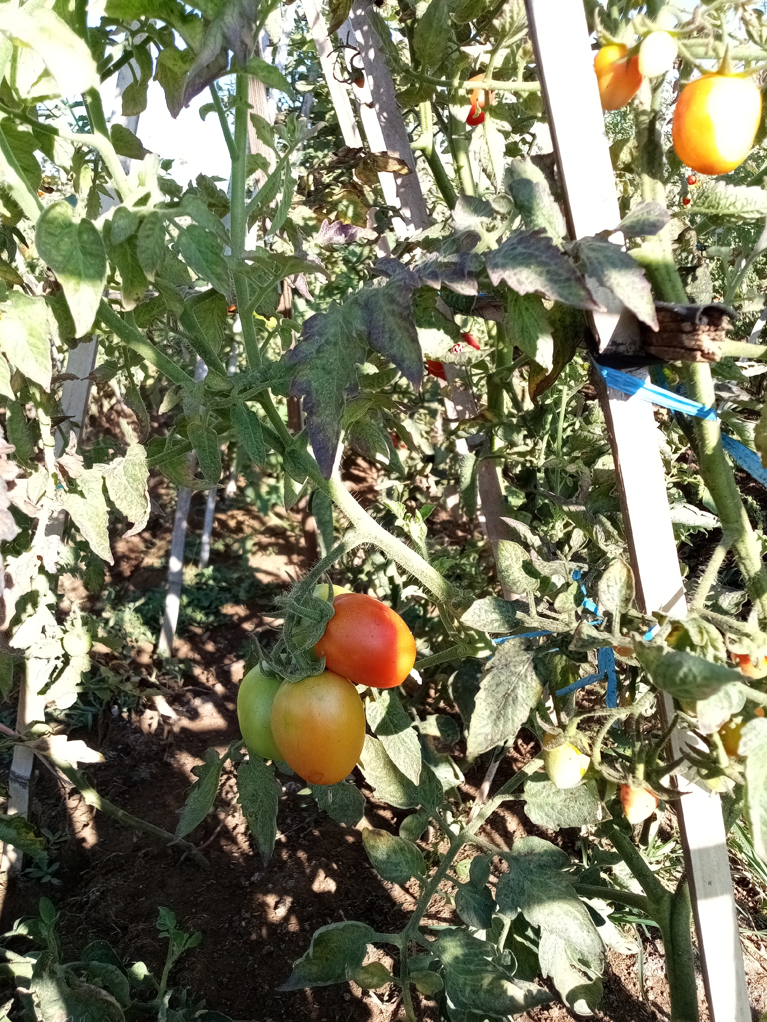 In the city of Cigugur Girang, Indonesia, a close-up shot captures a tomato plant with ripening fruit. The plant is supported by wooden stakes and tied with blue twine, indicating cultivation. Several tomatoes are visible, ranging in color from green to yellow and red, suggesting different stages of maturity. The leaves of the plant show some discoloration and damage, possibly due to natural causes or pests. The background is slightly blurred, showing more of the plant's foliage and the ground beneath it, which appears to be dark soil. The lighting suggests it is daytime, with sunlight casting shadows on the plant and soil.