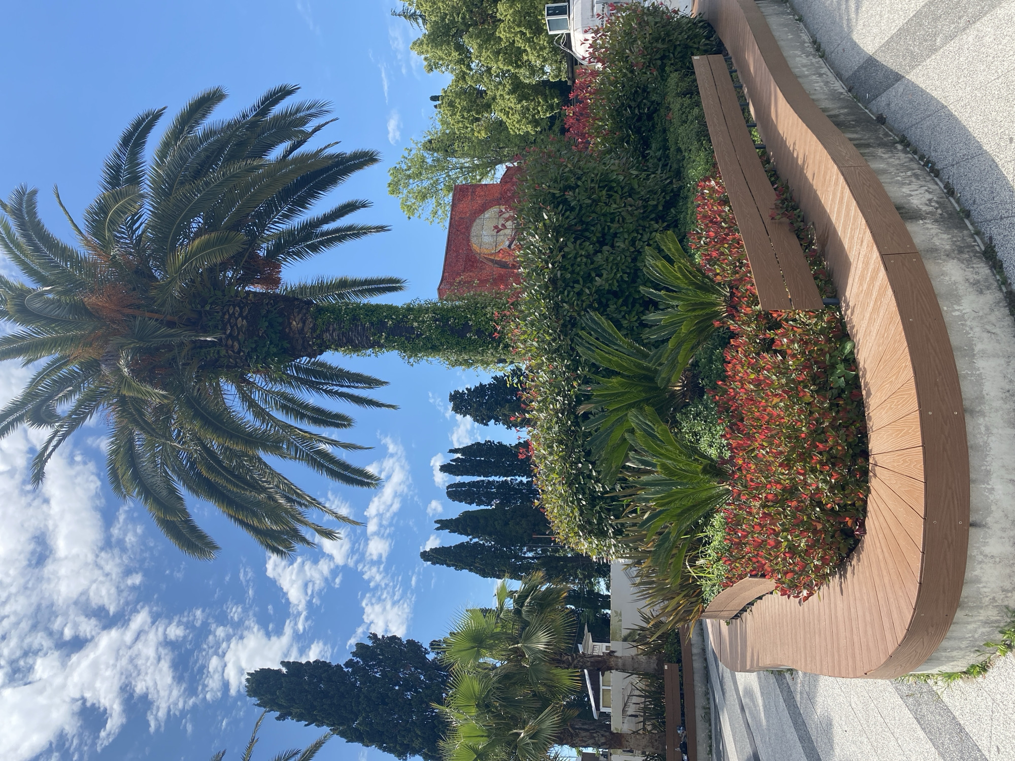 A tall palm tree with a thick, vine-covered trunk stands prominently in the foreground of this outdoor scene. The palm's fronds spread wide against a bright blue sky dotted with fluffy white clouds. In front of the palm, a circular, raised flower bed is filled with lush green foliage and vibrant red flowering bushes. The flower bed is bordered by a modern, curved wooden bench that follows its perimeter. Beyond the flower bed and bench, several other palm trees and tall, dark green cypress trees are visible. In the background, there is a red building with a circular design and more green trees. The ground in the foreground is paved with a light-colored, patterned material. The scene appears to be a park or public space in Sochi, Russia, likely a resort area given the tropical vegetation. There are no people visible in the image.