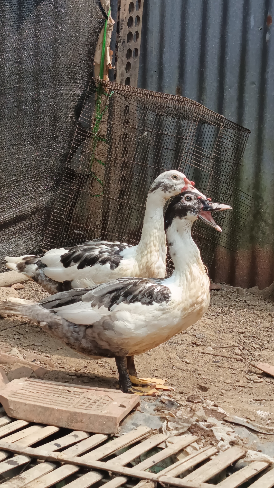 Two Muscovy ducks are pictured outdoors. The duck in the foreground is mostly white with black markings on its wings and body. It has black legs with yellow feet and an open beak. Behind it, another Muscovy duck, also white with black markings, has its head and neck visible. Both ducks appear to be in an enclosure with a corrugated metal fence and a wire cage in the background. The ground is covered with dirt and debris. The lighting suggests it is daytime. The scene is likely a farm or rural area within or near the city of Kebumen, Indonesia.