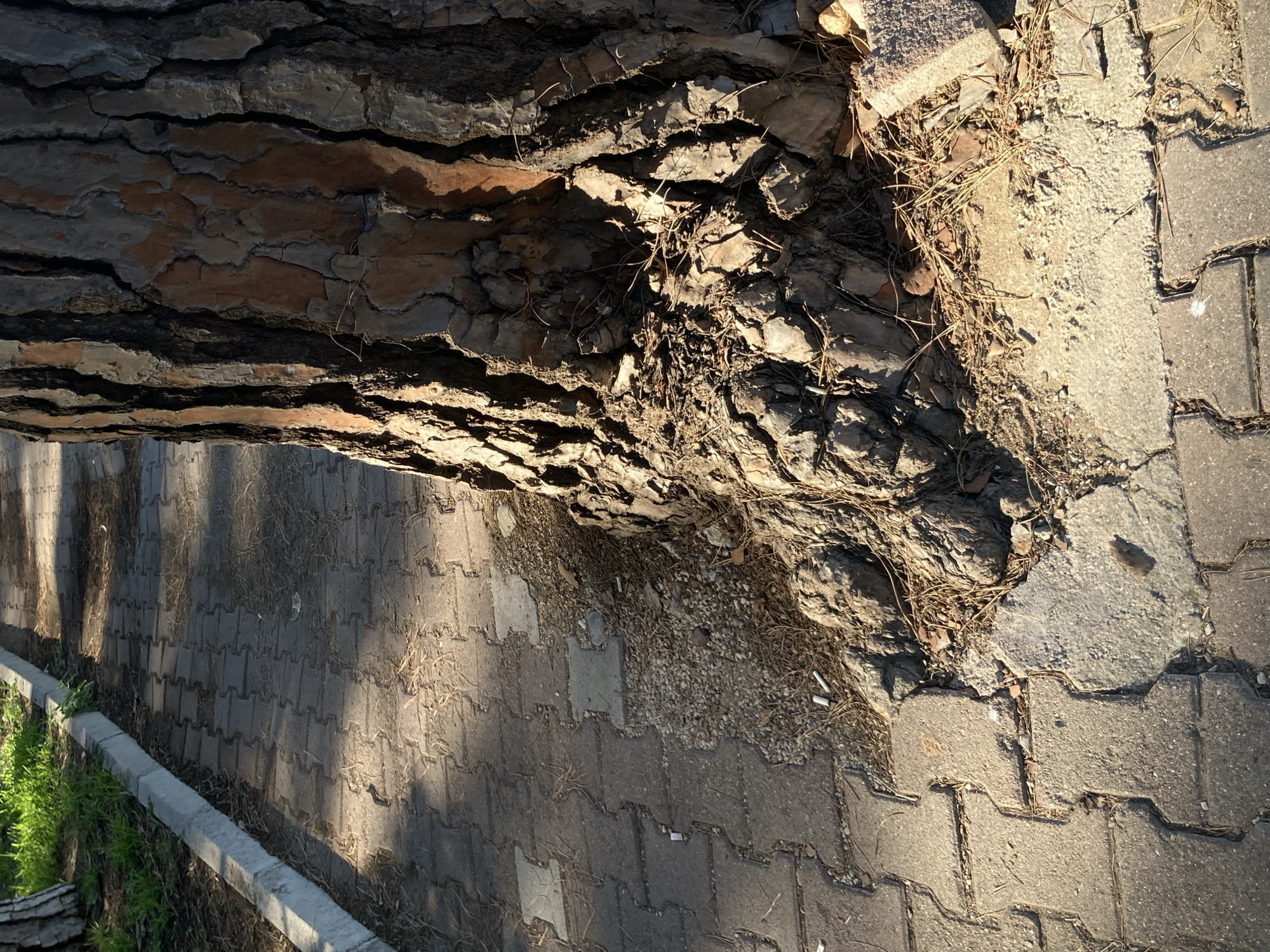 This image depicts a section of a paved pathway in Kemer, Turkey, adjacent to a large tree. The pathway is constructed with interlocking concrete pavers. The base of a mature tree with rough, textured bark is prominently featured in the foreground, with its roots exposed and partially integrated with the paving stones. Dry pine needles and small stones litter the ground around the tree's base and in the gaps between the pavers. To the left of the pathway, a concrete curb separates it from a patch of grass and soil, where more pine needles are visible. The scene is illuminated by sunlight, creating shadows that fall across the pathway, suggesting it is either morning or late afternoon. Several discarded cigarette butts are visible on the pathway and amongst the debris around the tree. No people are present in the image.